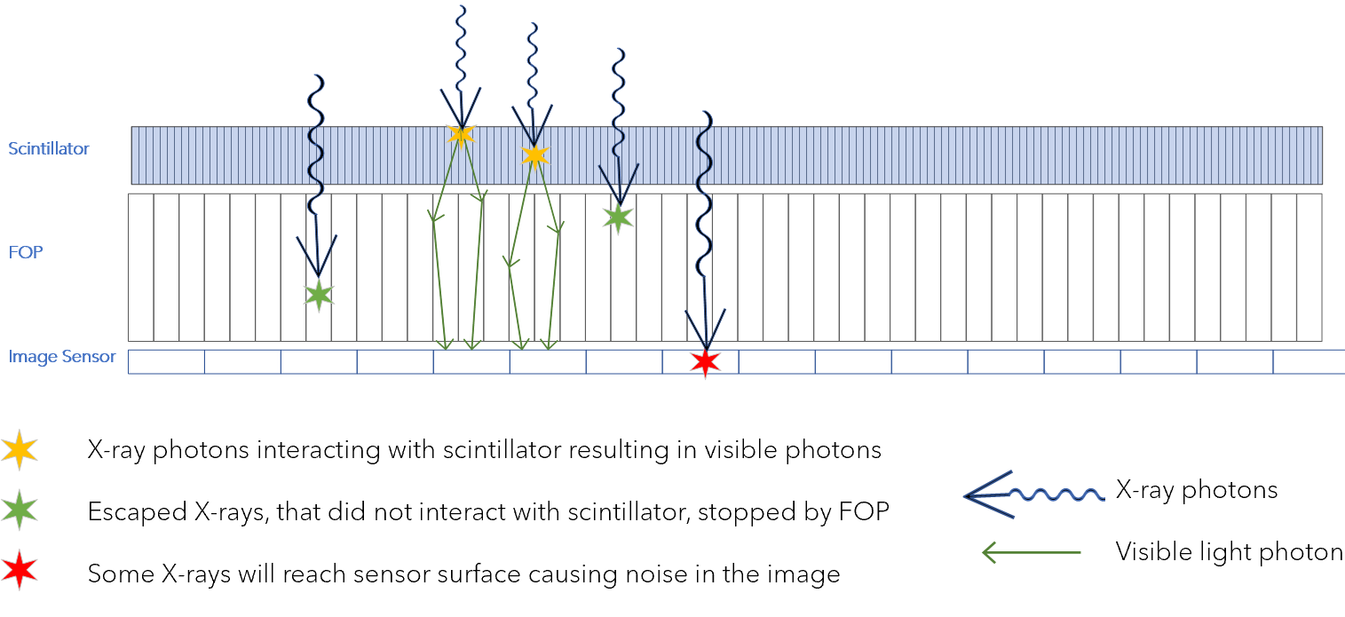 How Xrays travel through scintillator to fiber optic plate to the image sensors in CMOS detectors