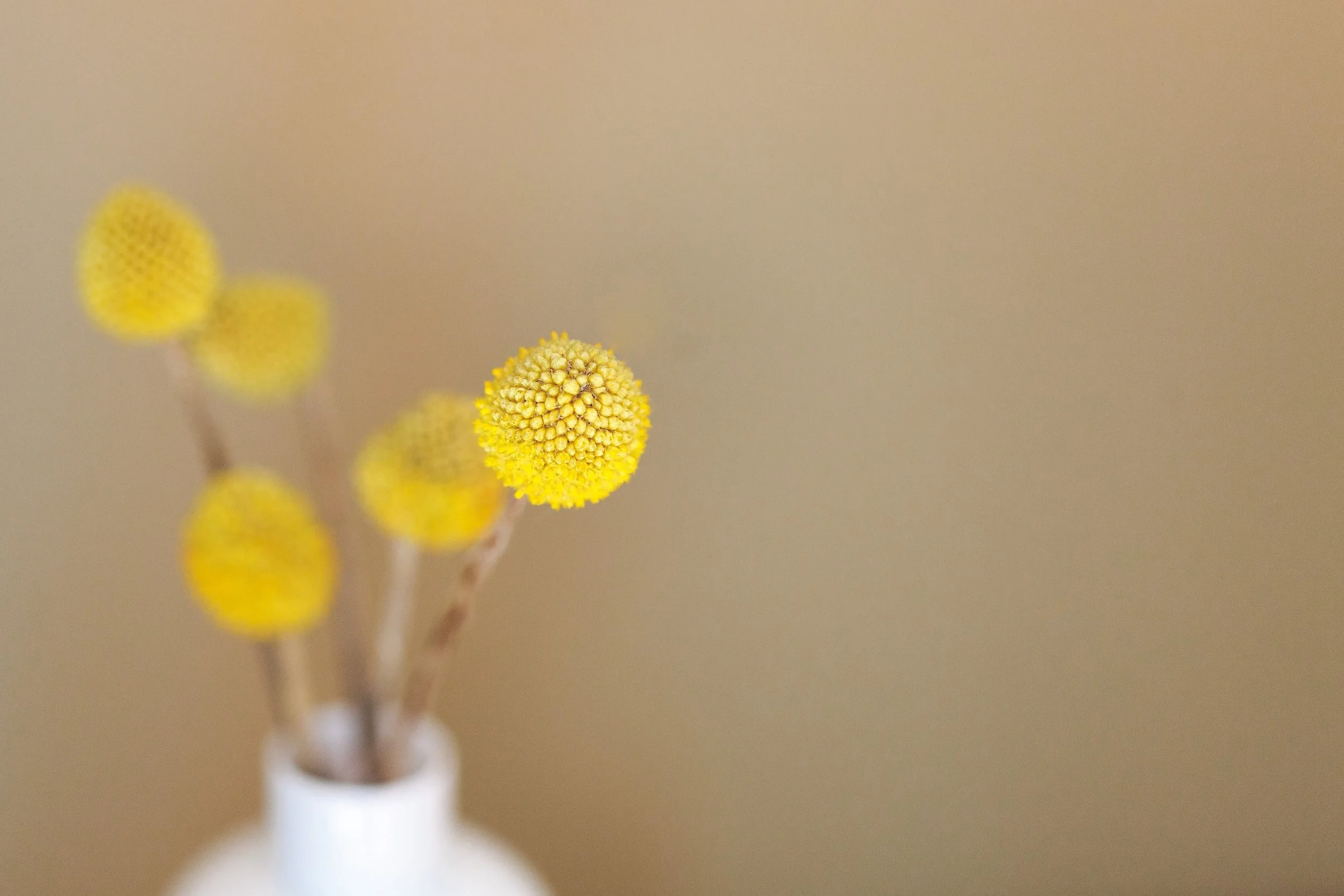 yellowflower-danielle-macinnes-72290-unsplash.jpg