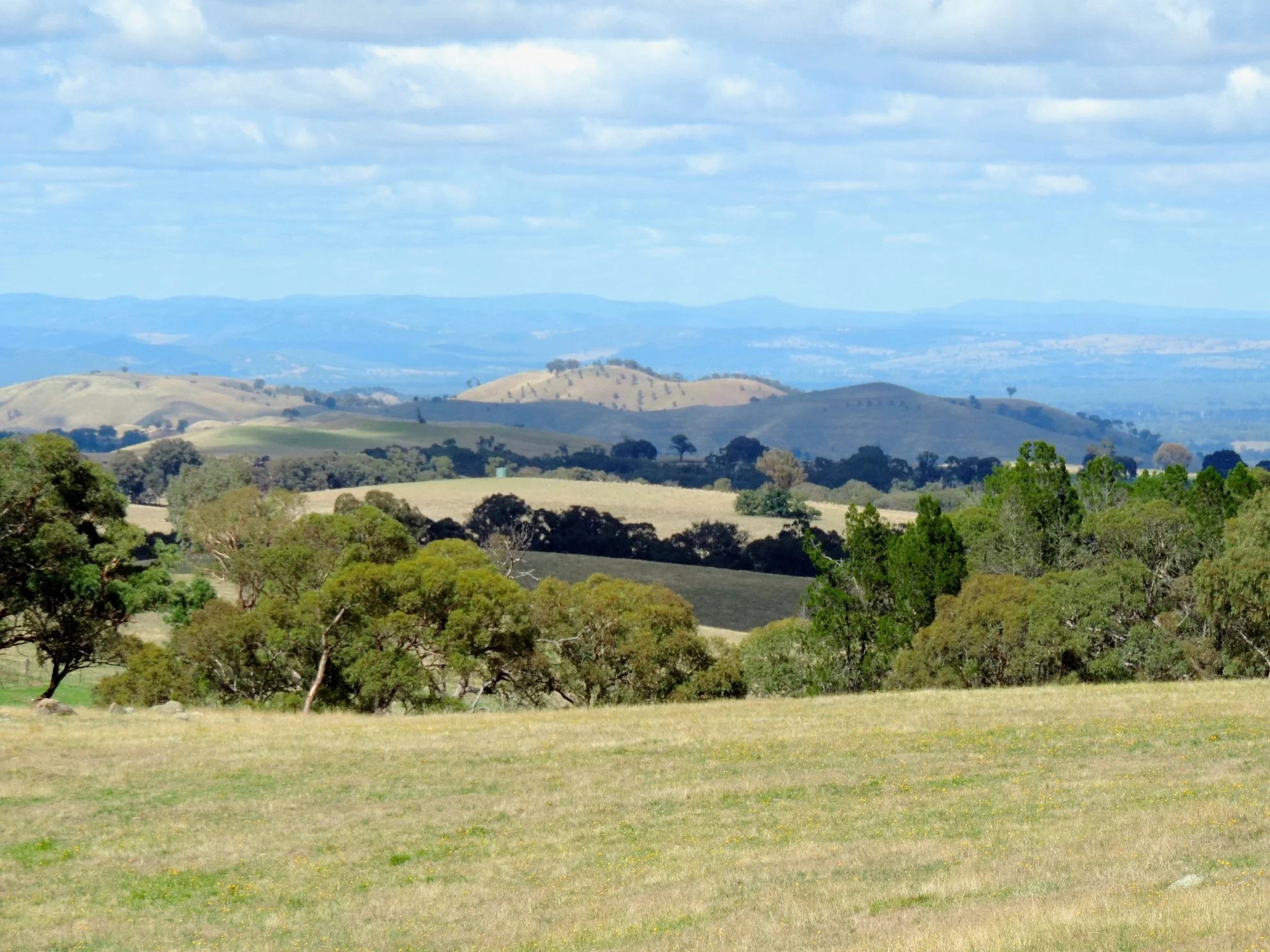 Ahh, Indi in country Victoria