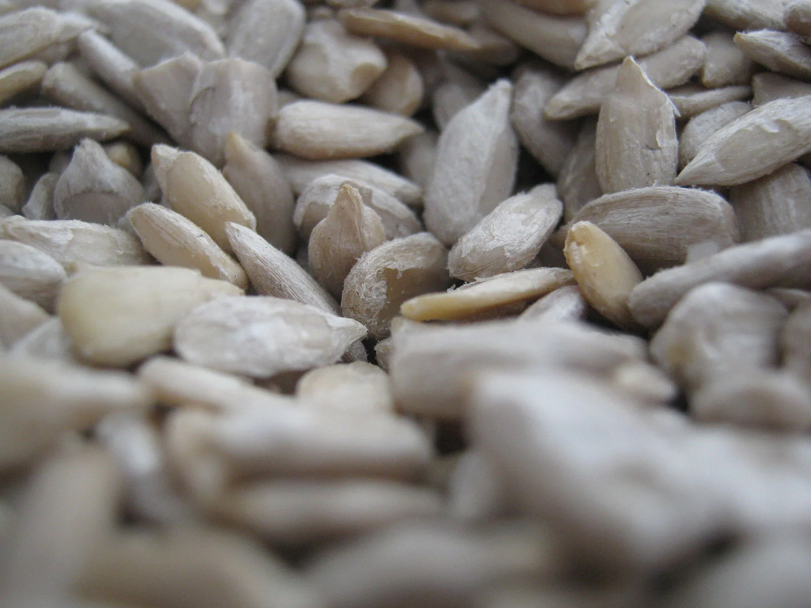Sunflower_seeds_3.jpg
