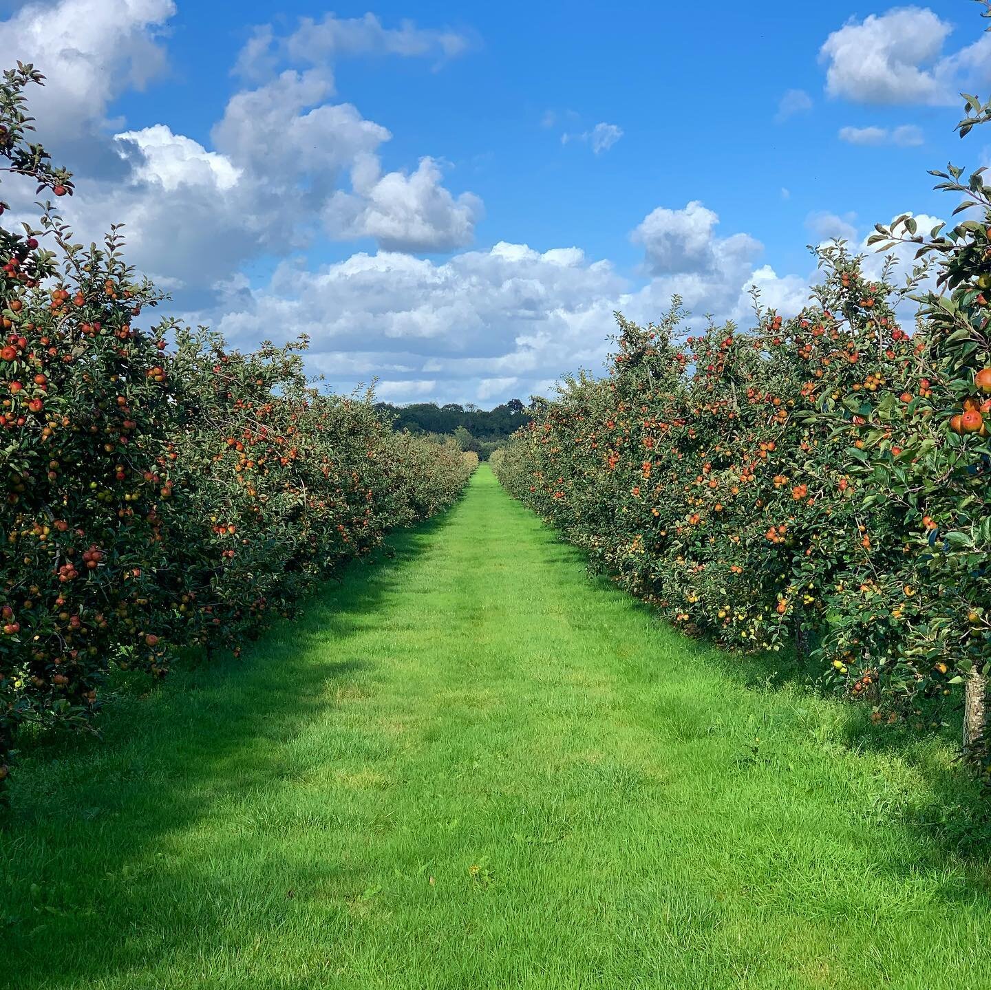 Harvest season🍏🍎🚜