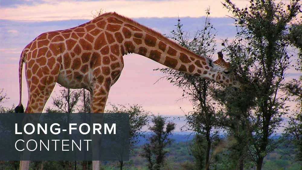 How offering long-form content can promote your brand