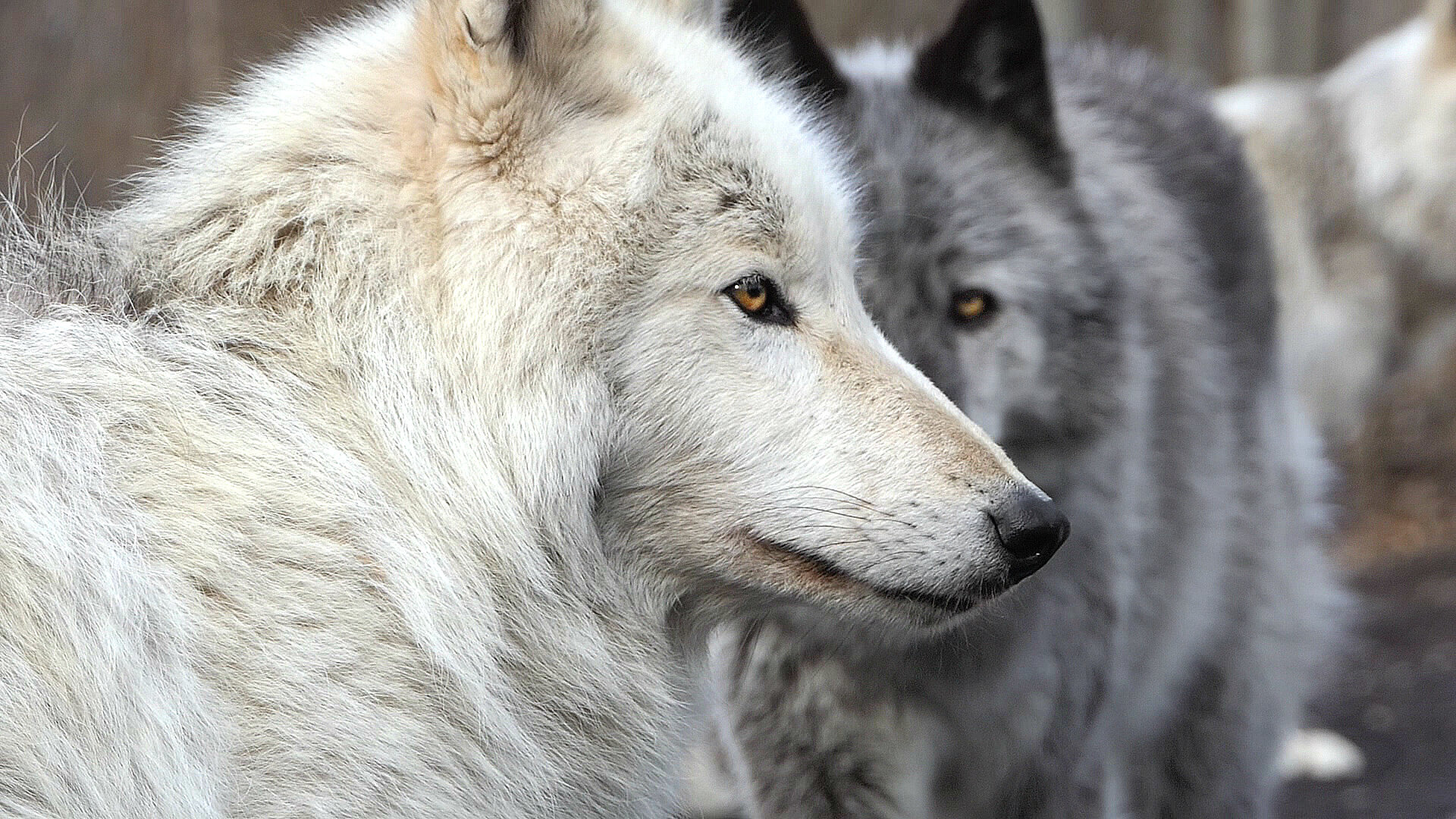 Seven wolves. Волка 105. Белый волк и девушка. �� Gul’dan Wolfdog & co 🐺. Wolf twitter.