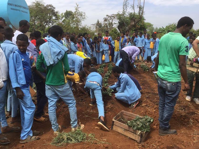 Strawberry Planting