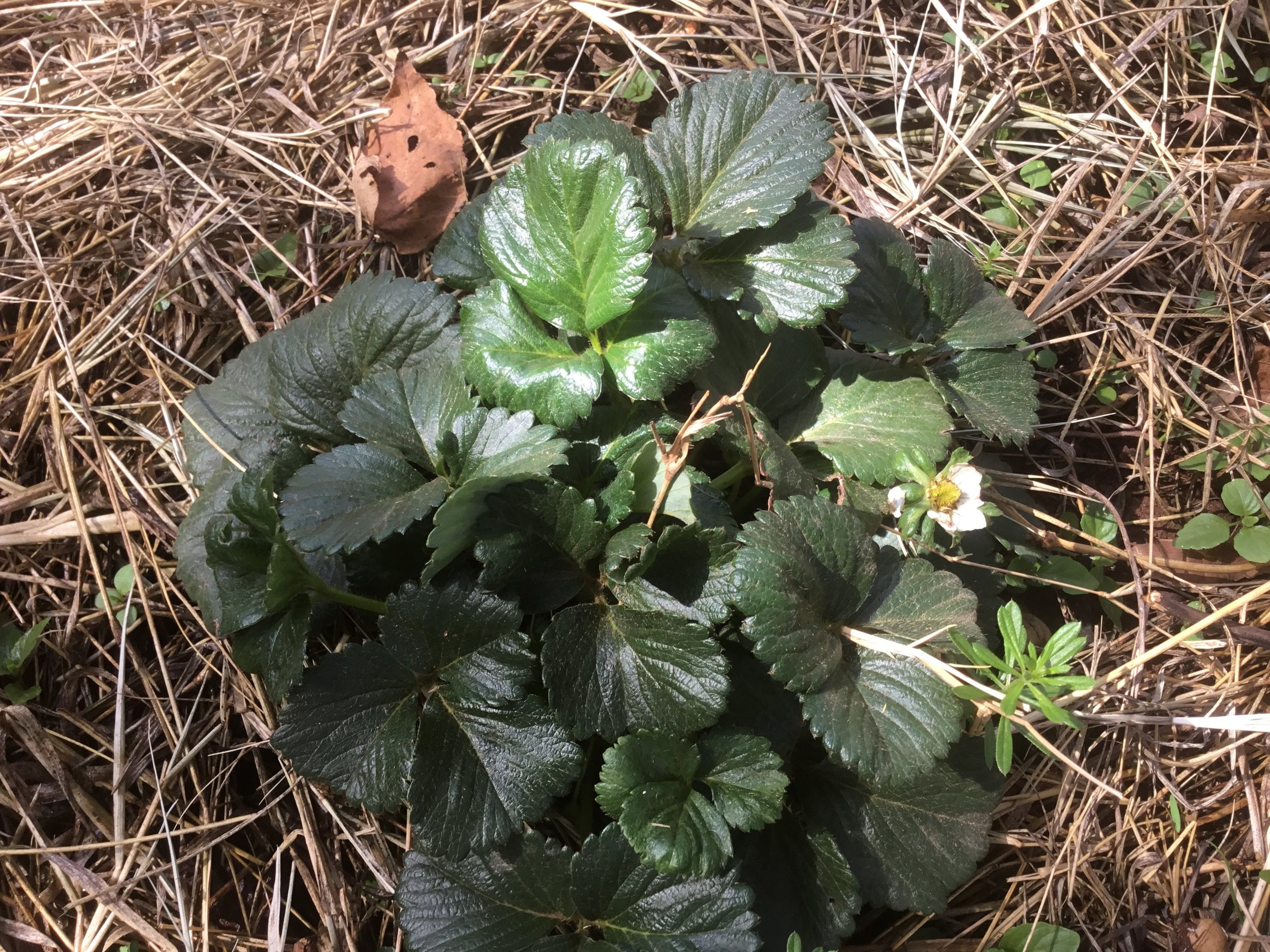 Strawberries