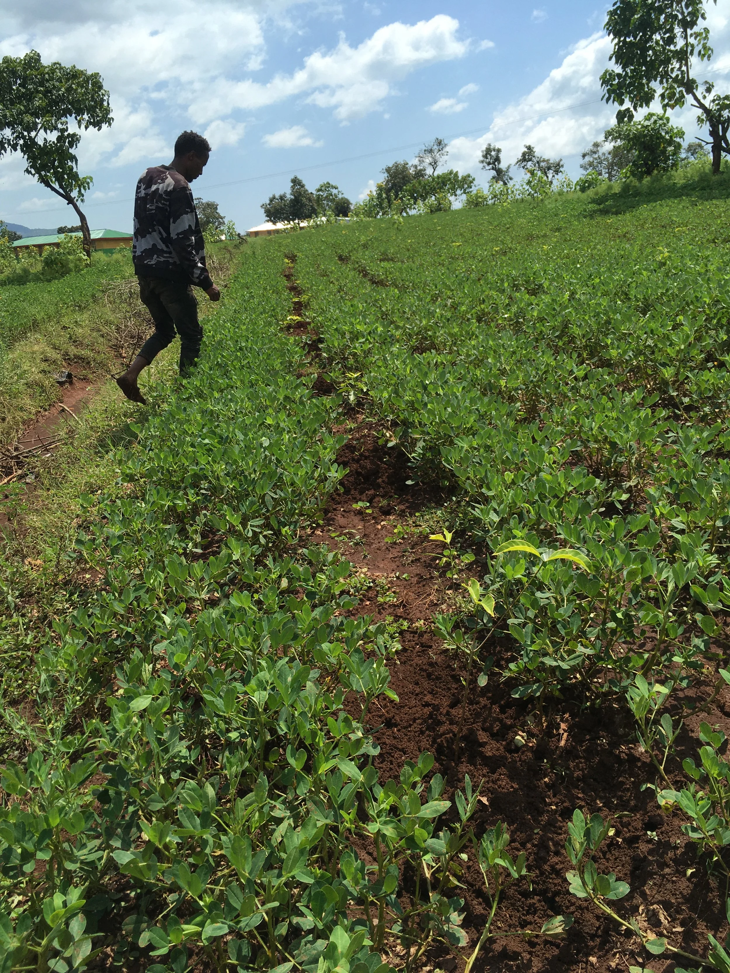 greening and gardening.JPG