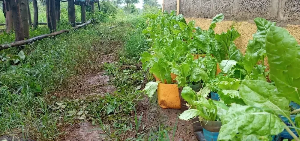 Sebatamit+vegetables.webp