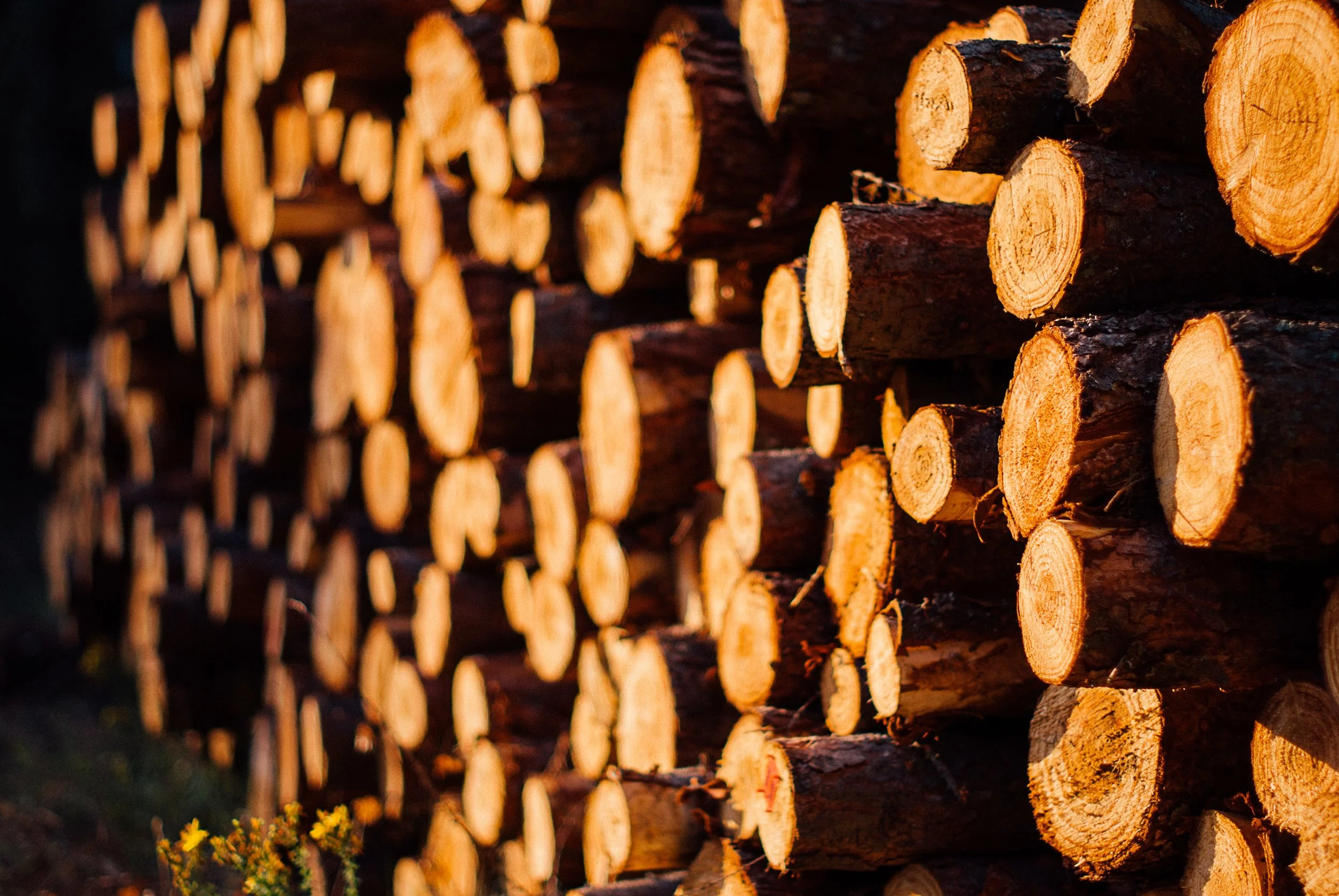 chopped-wood-evening-forest-7557.jpg