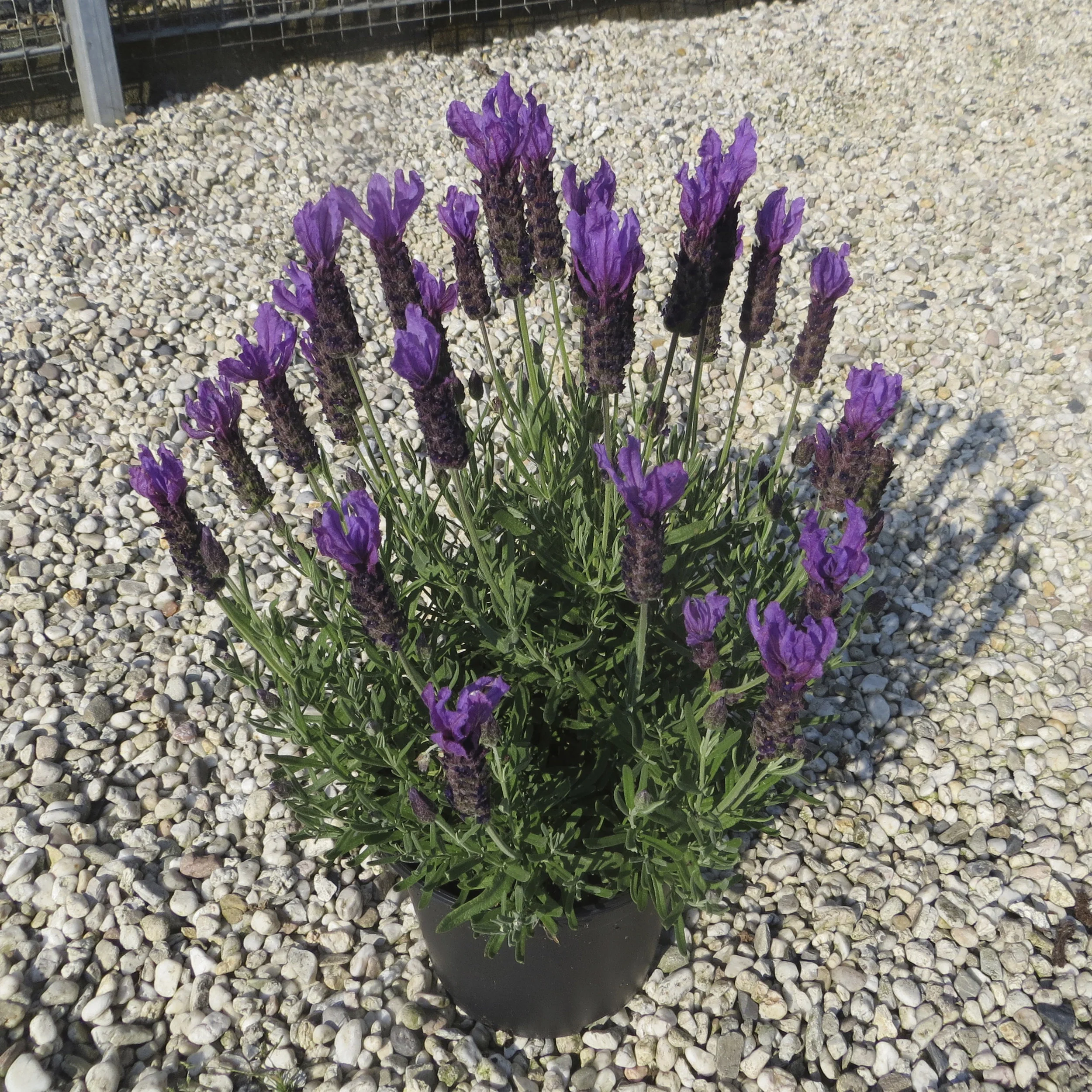 Lavandula Javelin Forte Deep Purple Lavender Plant