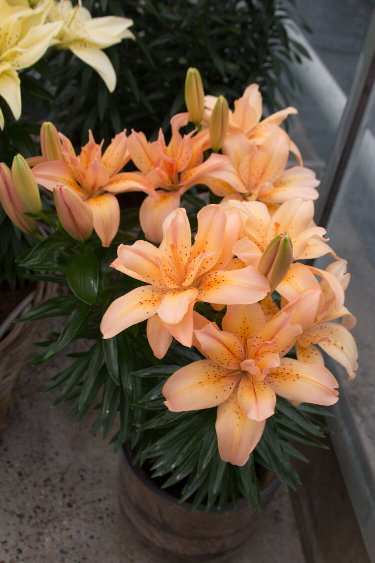 Lilium Asiatic Hybrids Splendid Joy — ThinkPlants