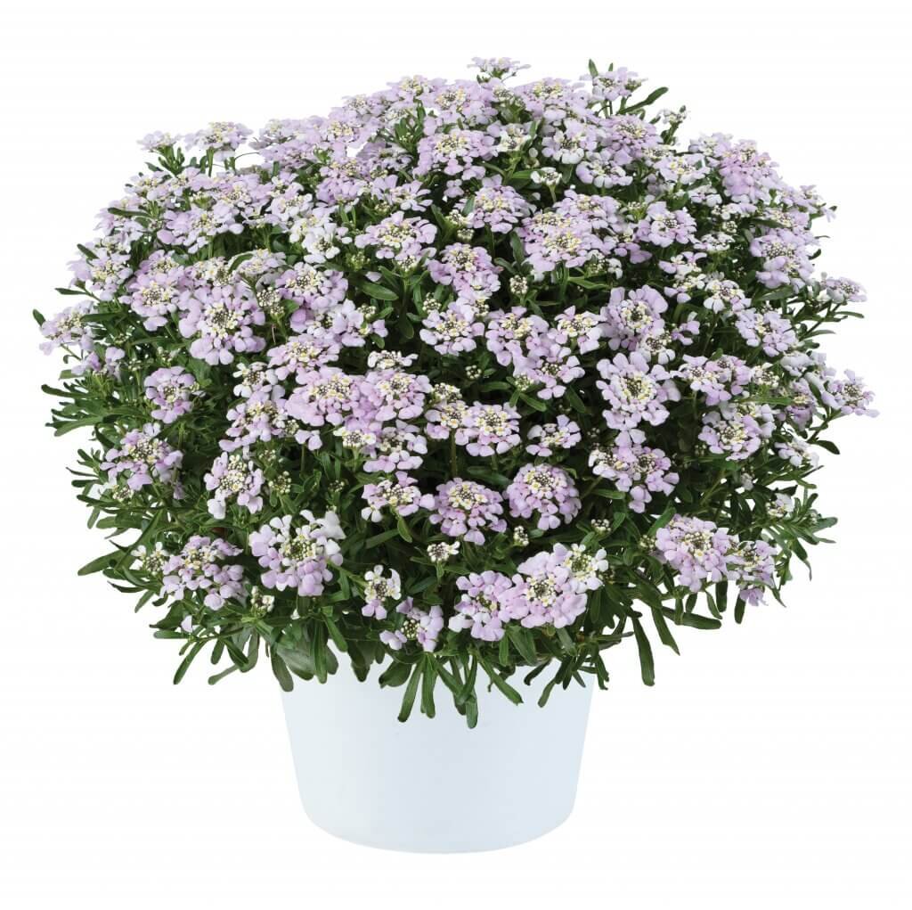 Iberis First Flush™ Lavender — ThinkPlants