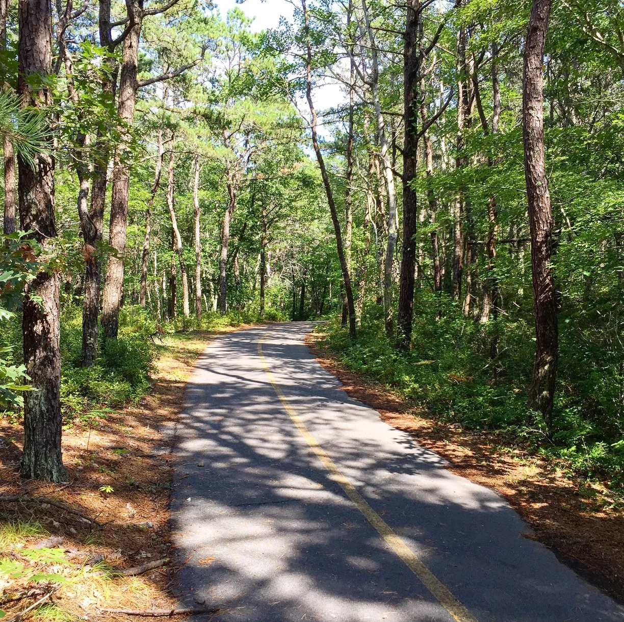 Dappled shade along the Province Lands Bike Trail at Beech Forest in Provincetown.