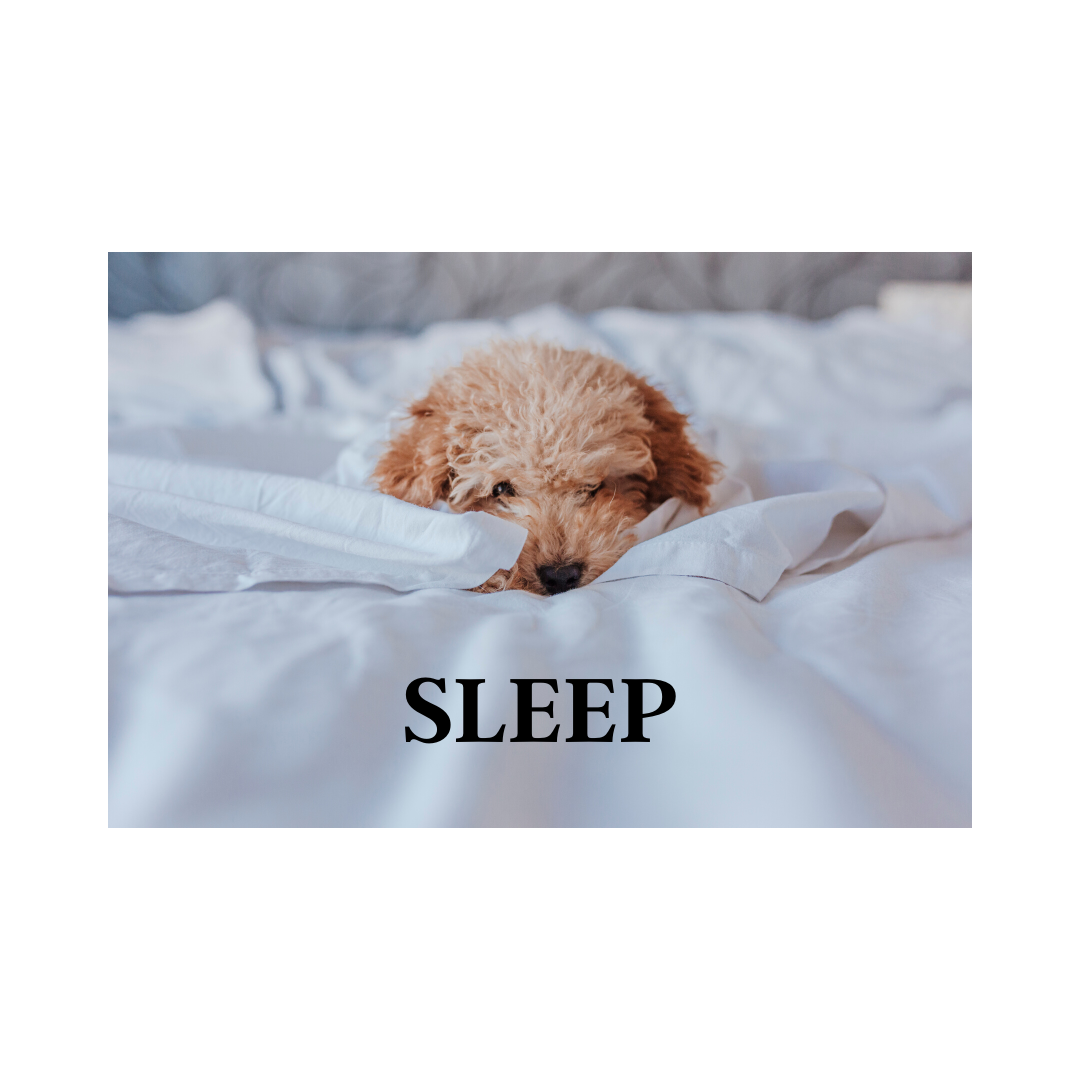 Sleep - a crucial pillar of health