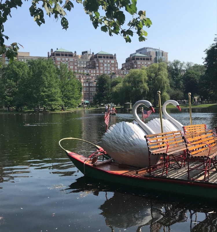 swan boats 