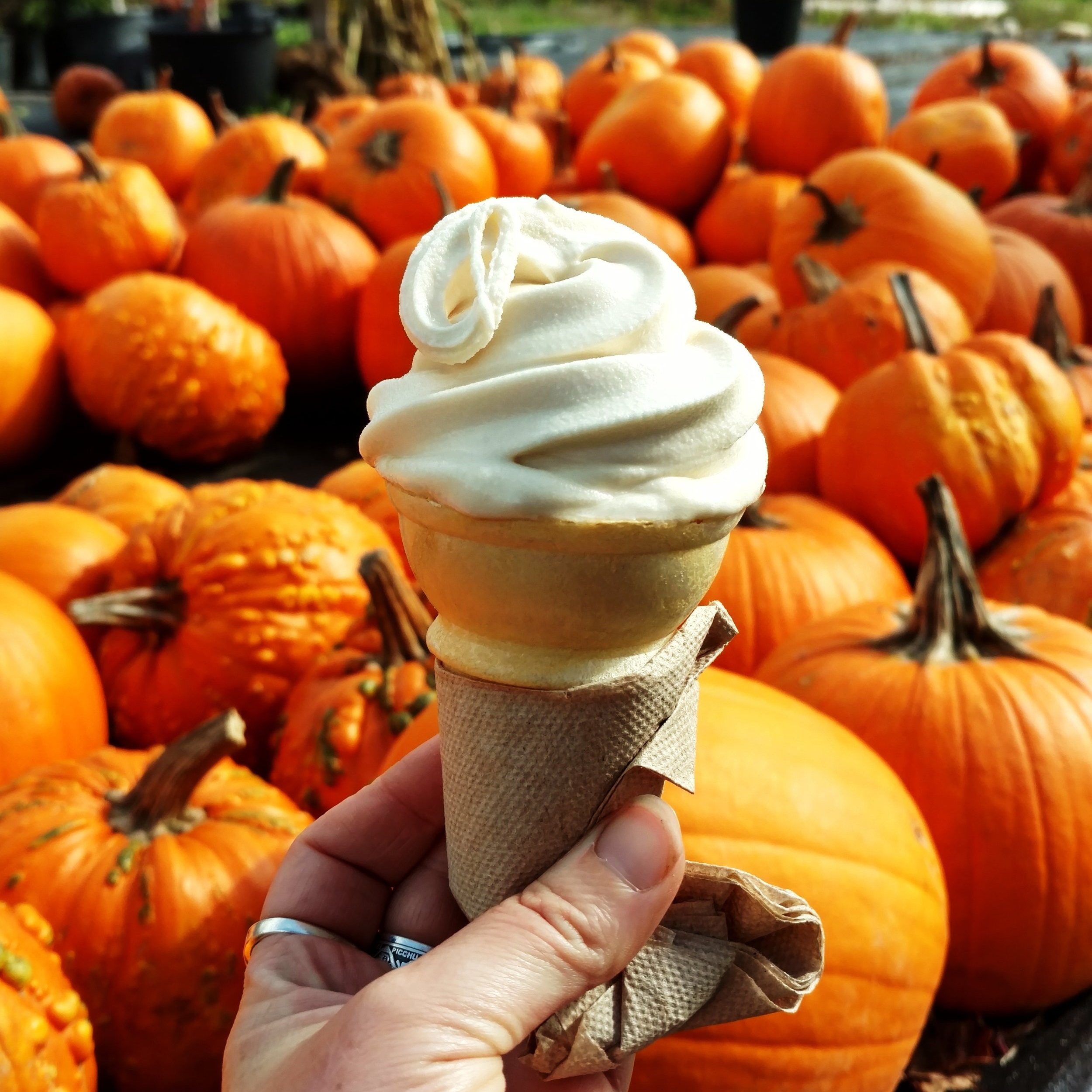  Maple Creemee Manchester Vermont 