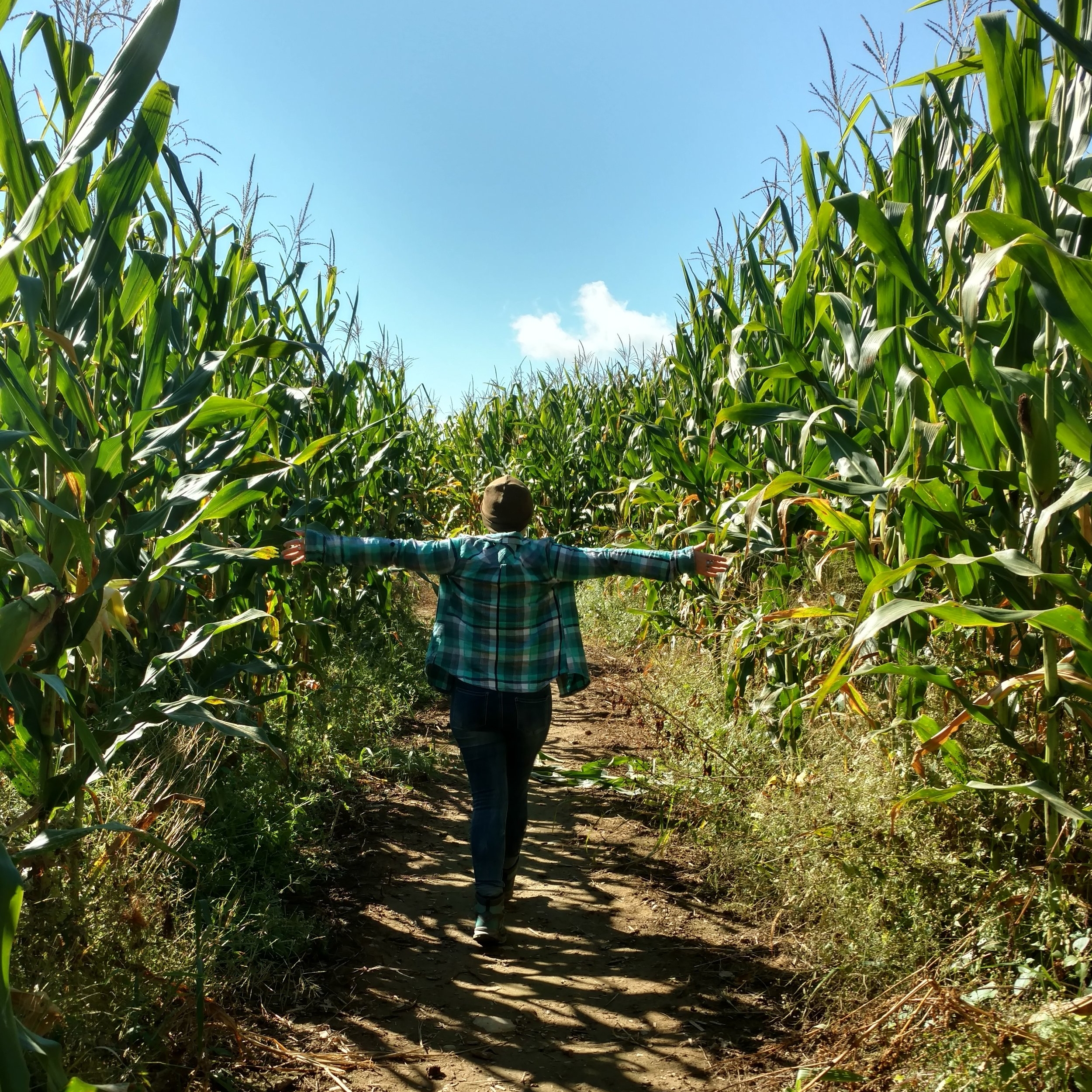  Corn Maze Vermont 