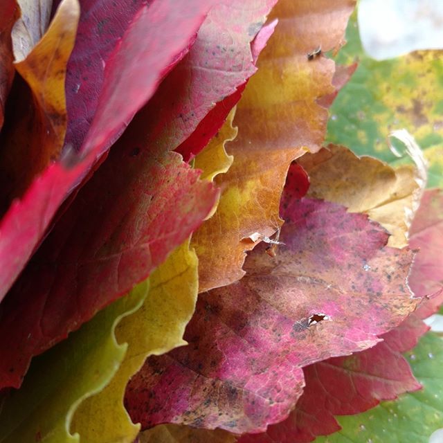 Fall is right around the corner! Is anyone else excited? Fall is my favorite season and the reason why I live in the beautiful state of Vermont! Check out my latest blog post about why you should visit Manchester, Vermont during Fall Foliage. Link in bio
-
-
-
-
-
#blogger #travelblogger #fall #thisisvt #foliage #vermontlife #manchestervt #shiresofvermont #exploretheshires #ilovefall #autumn #girlslovetravel #newenglandwomentravel #travelladies #explorevermont