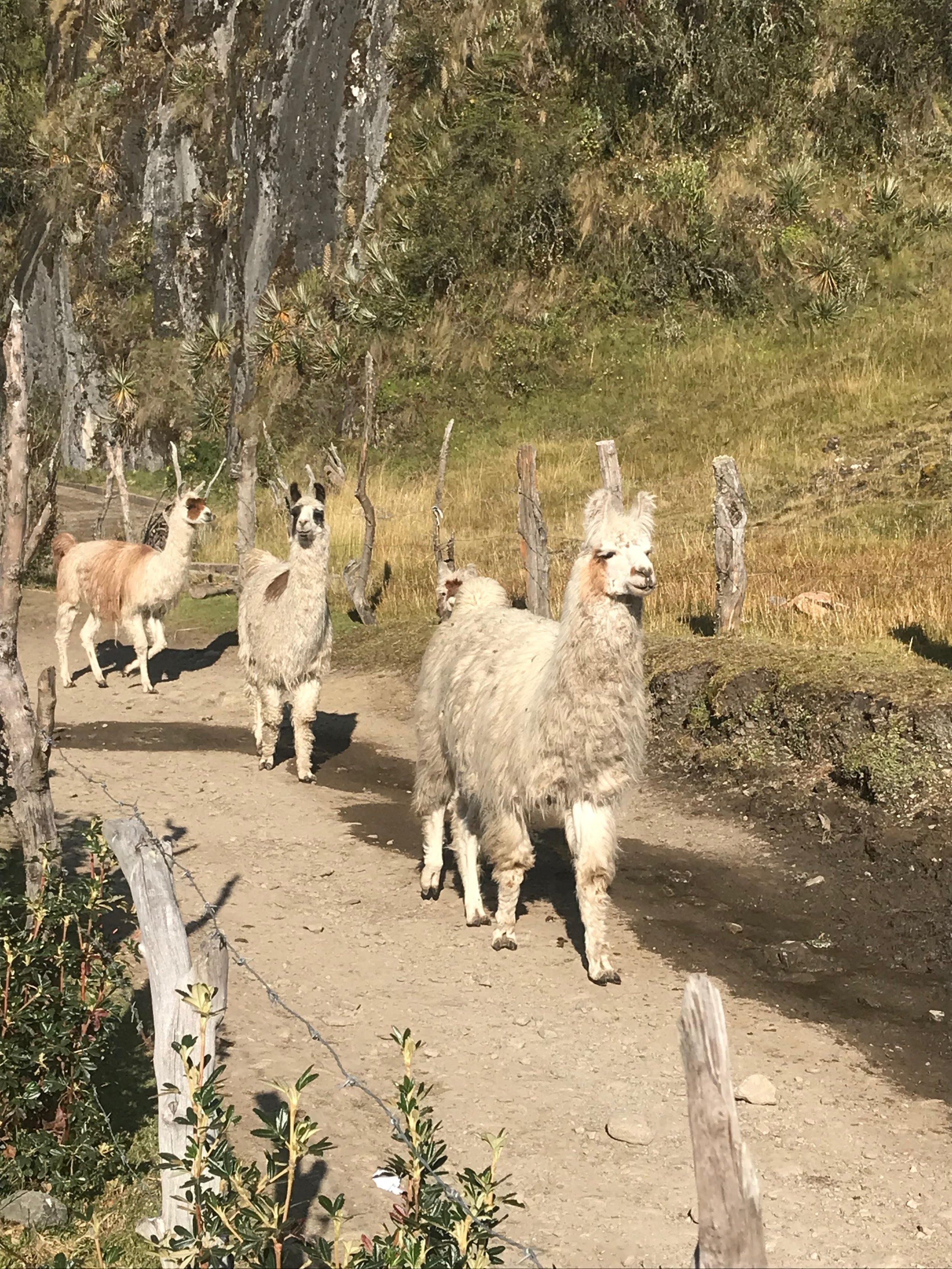  Photos that’’ll make you want to hike the Salkantay Trek 