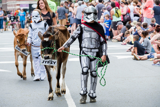  Things to do in Vermont - Strolling of the Heifers 