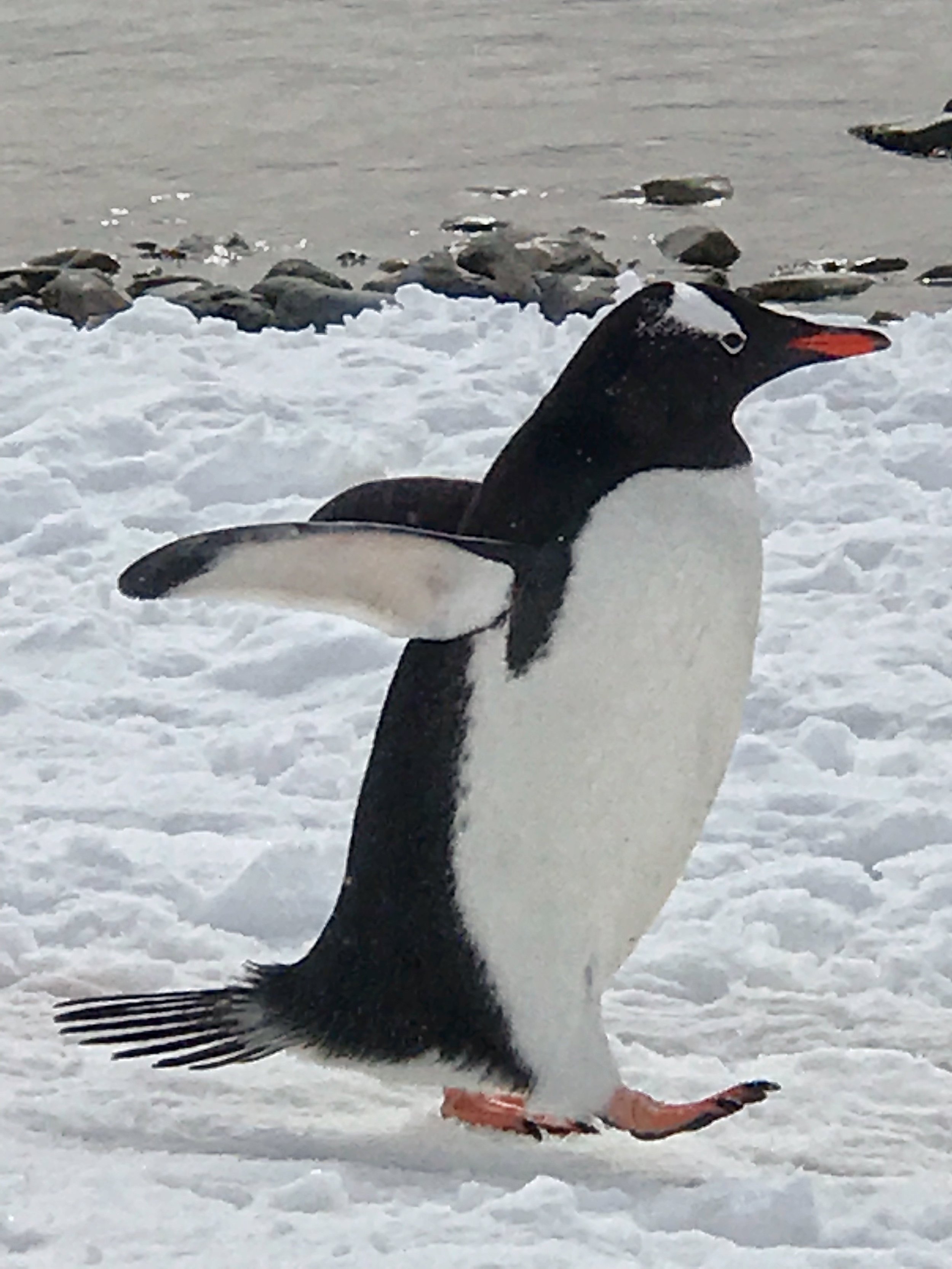 penguin