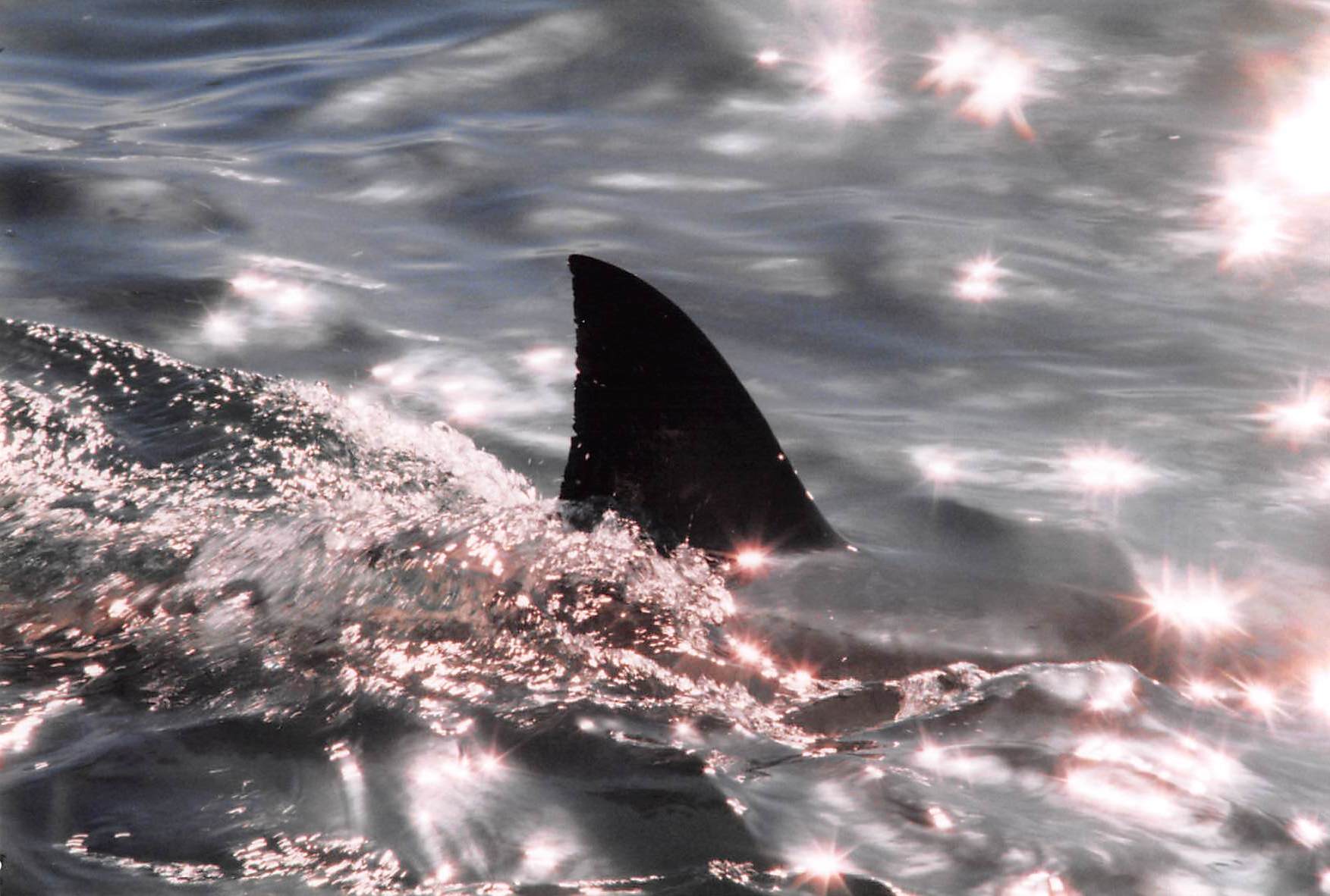  Diving with Great White Sharks in South Africa 