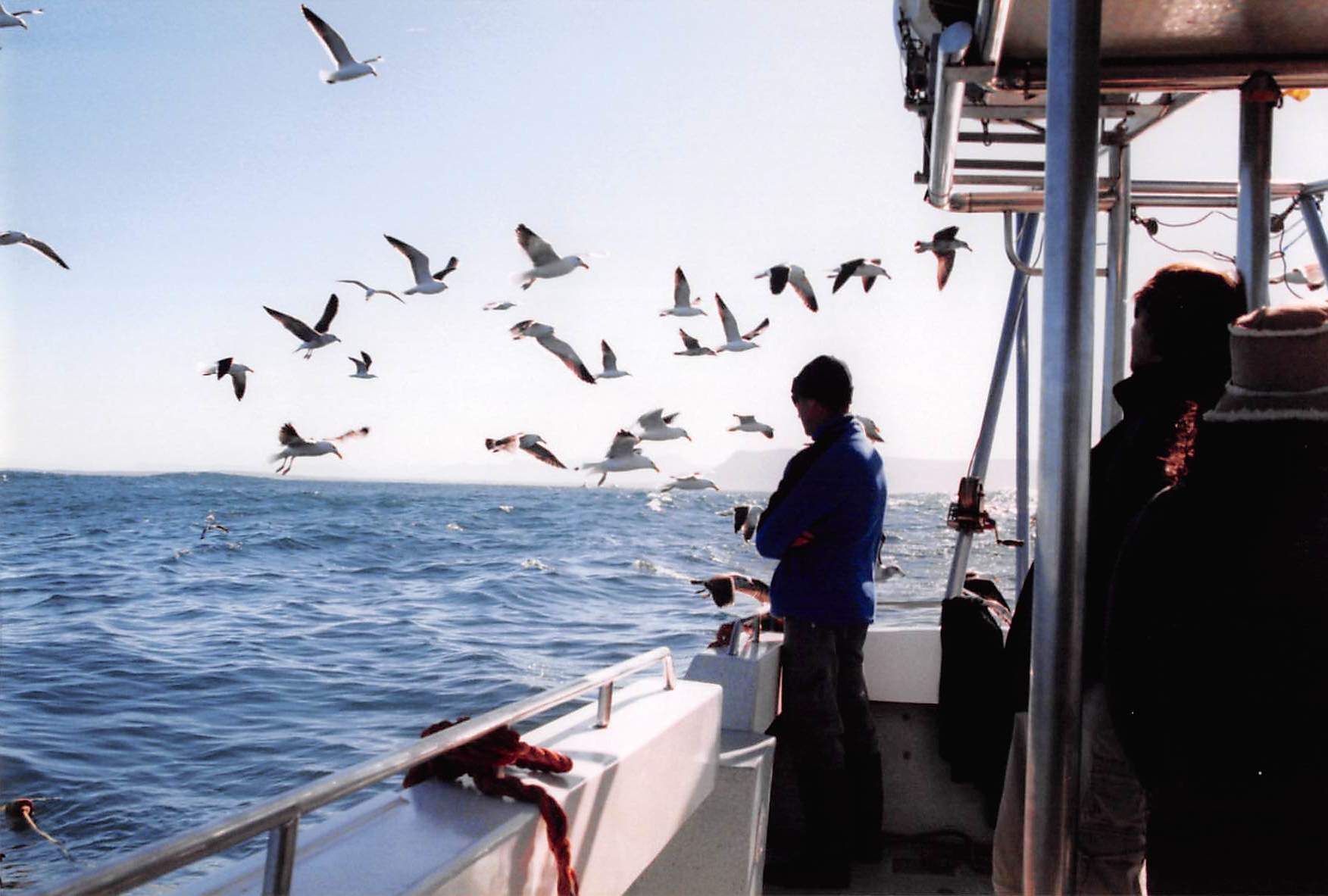 Diving with Great White Sharks in South Africa » Roaming Nanny