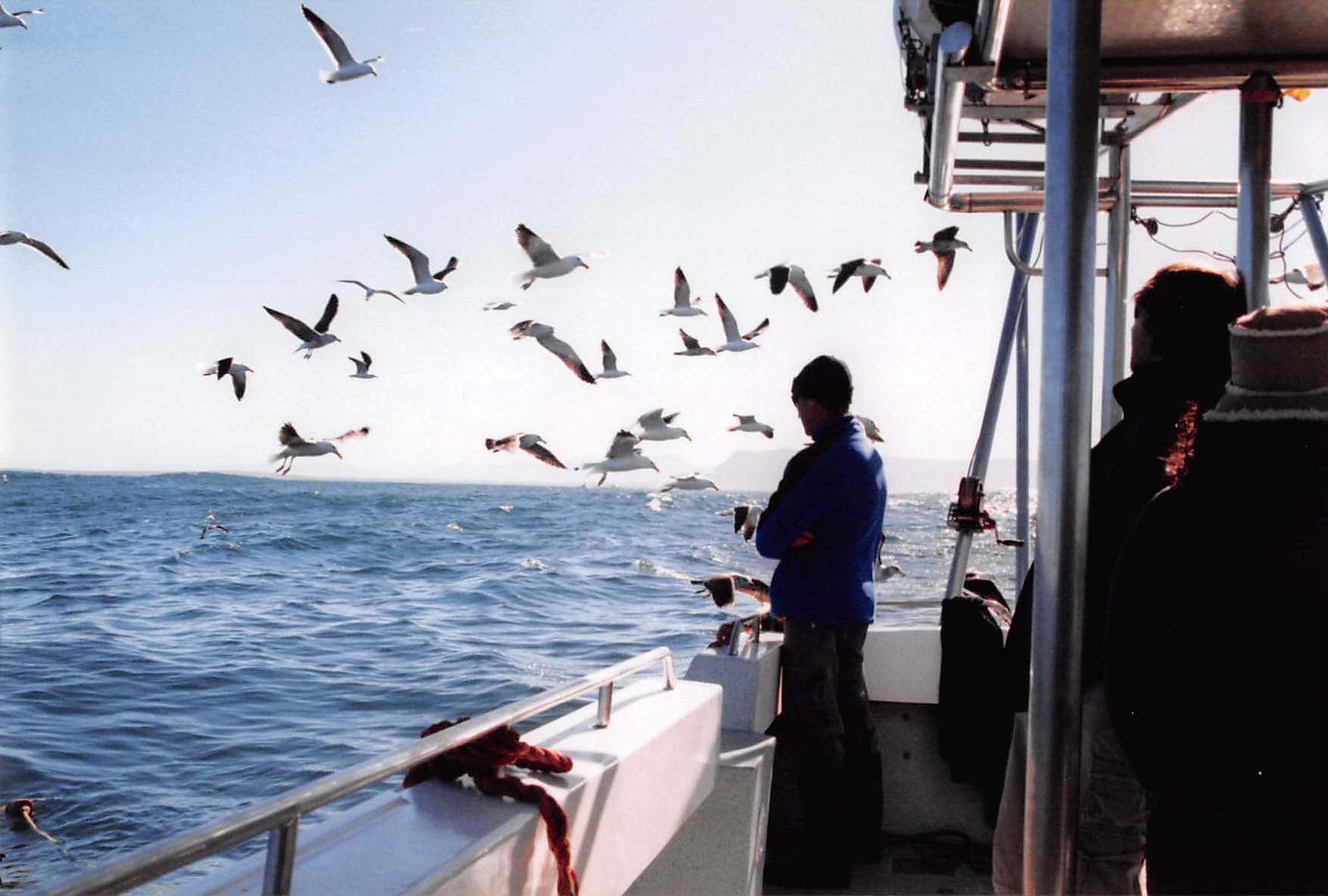  Diving with Great White Sharks in South Africa 