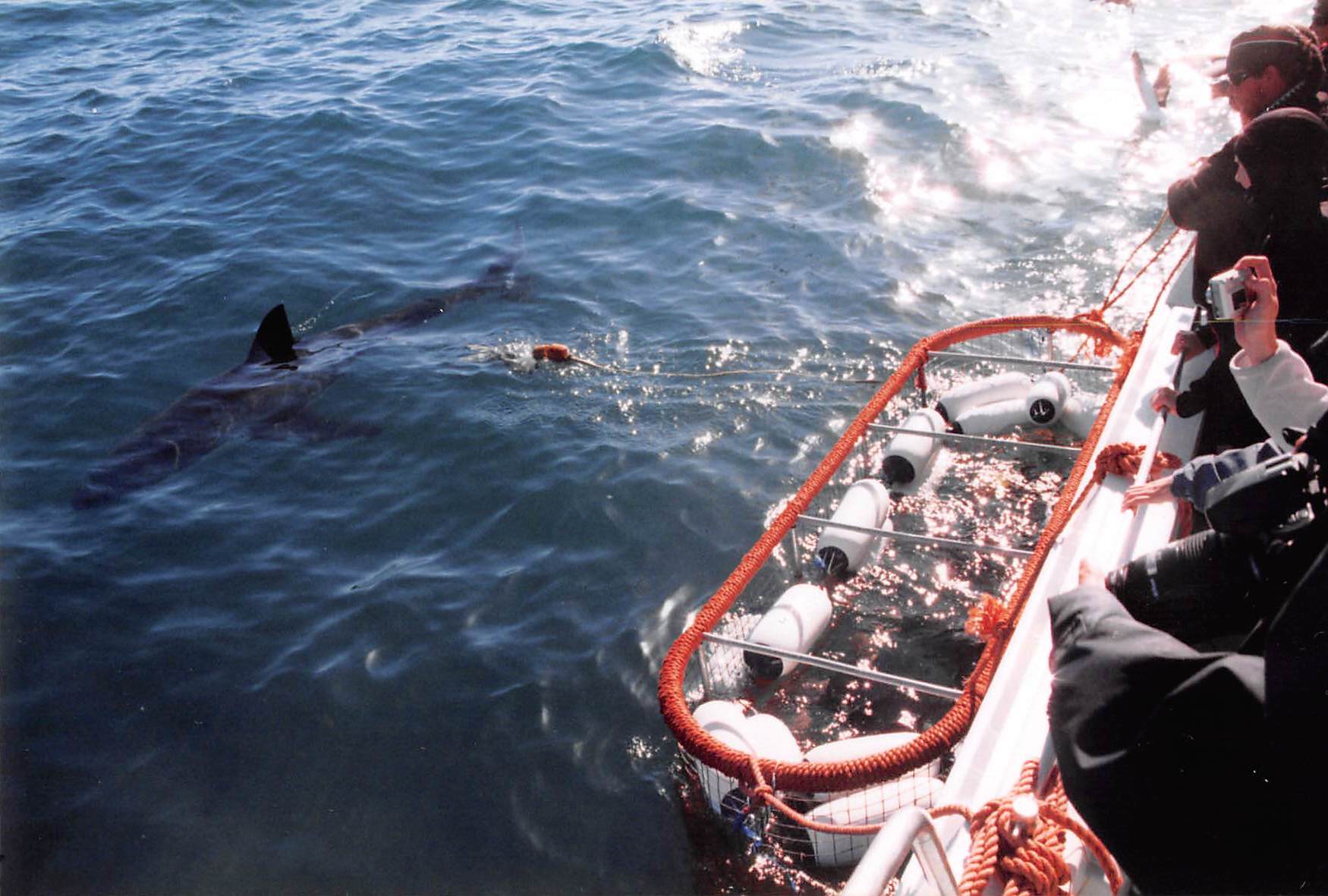 Diving with Great White Sharks in South Africa