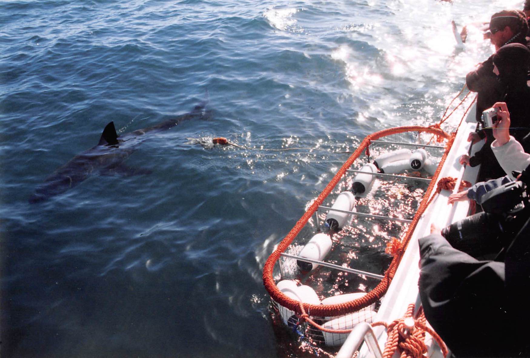  Diving with Great White Sharks in South Africa 