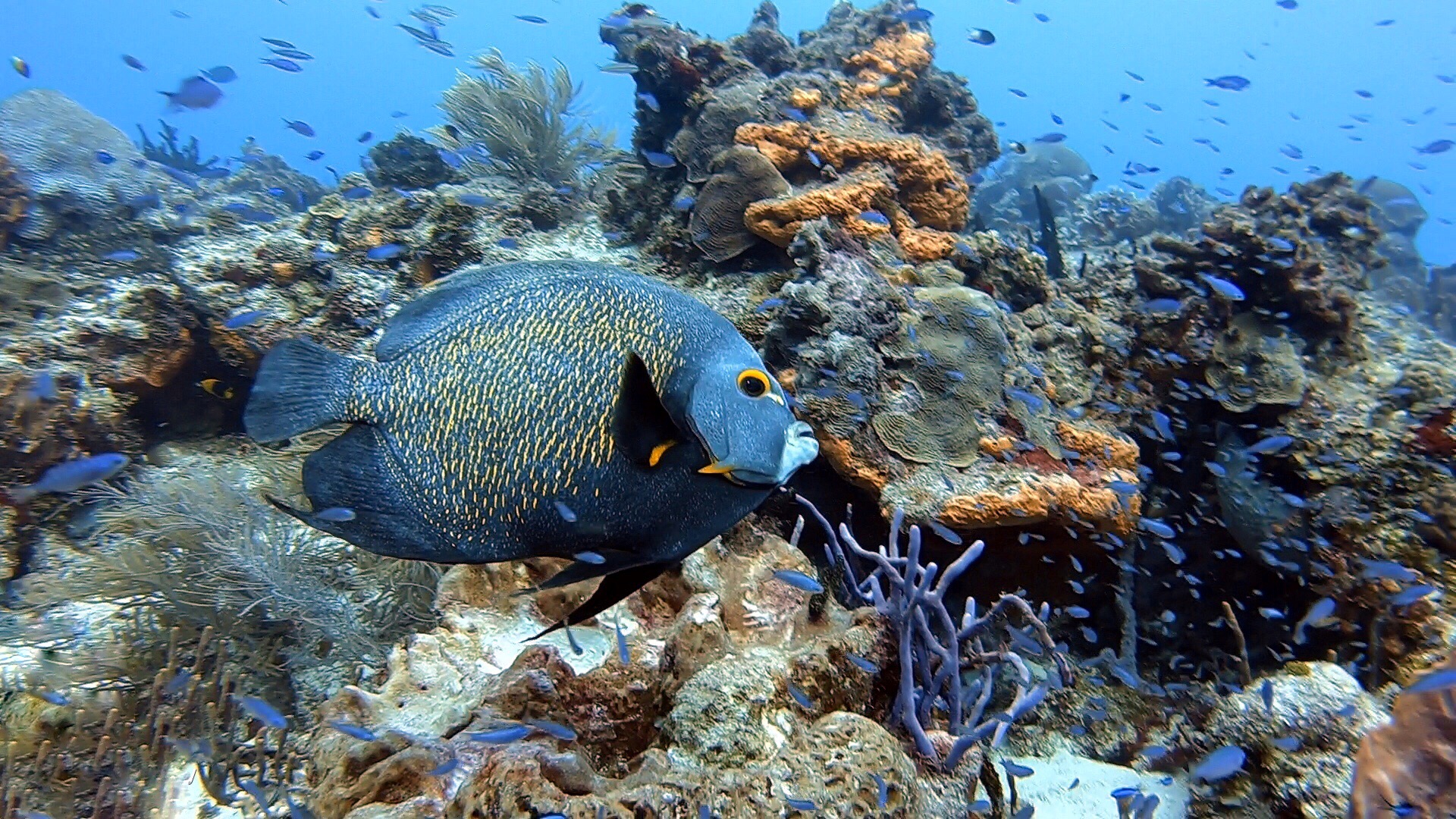  Scuba diving in Cozumel Mexico 