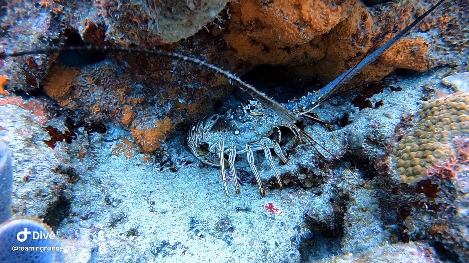  Scuba Diving Lobster 