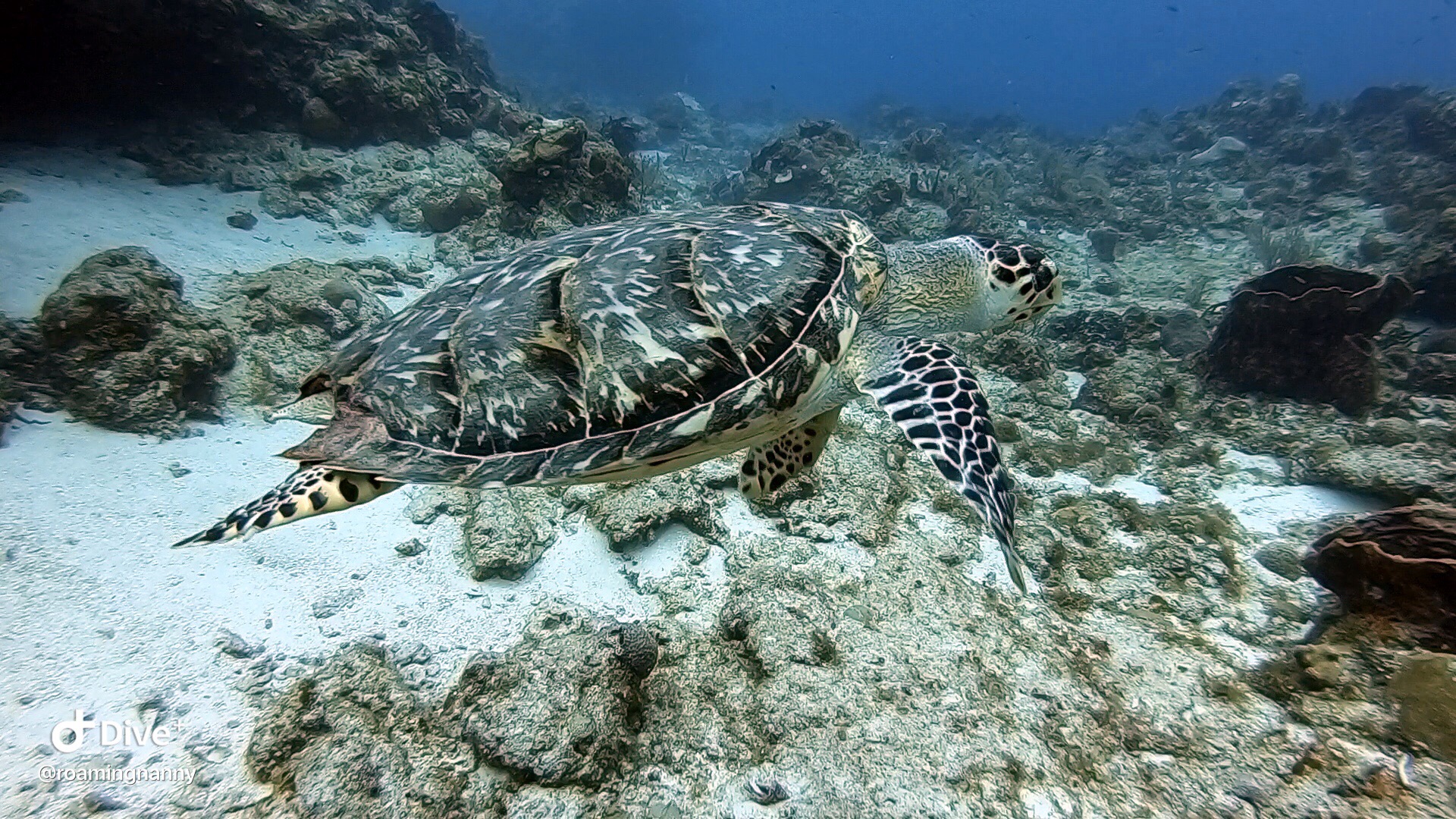  woman scuba diver and turtle 