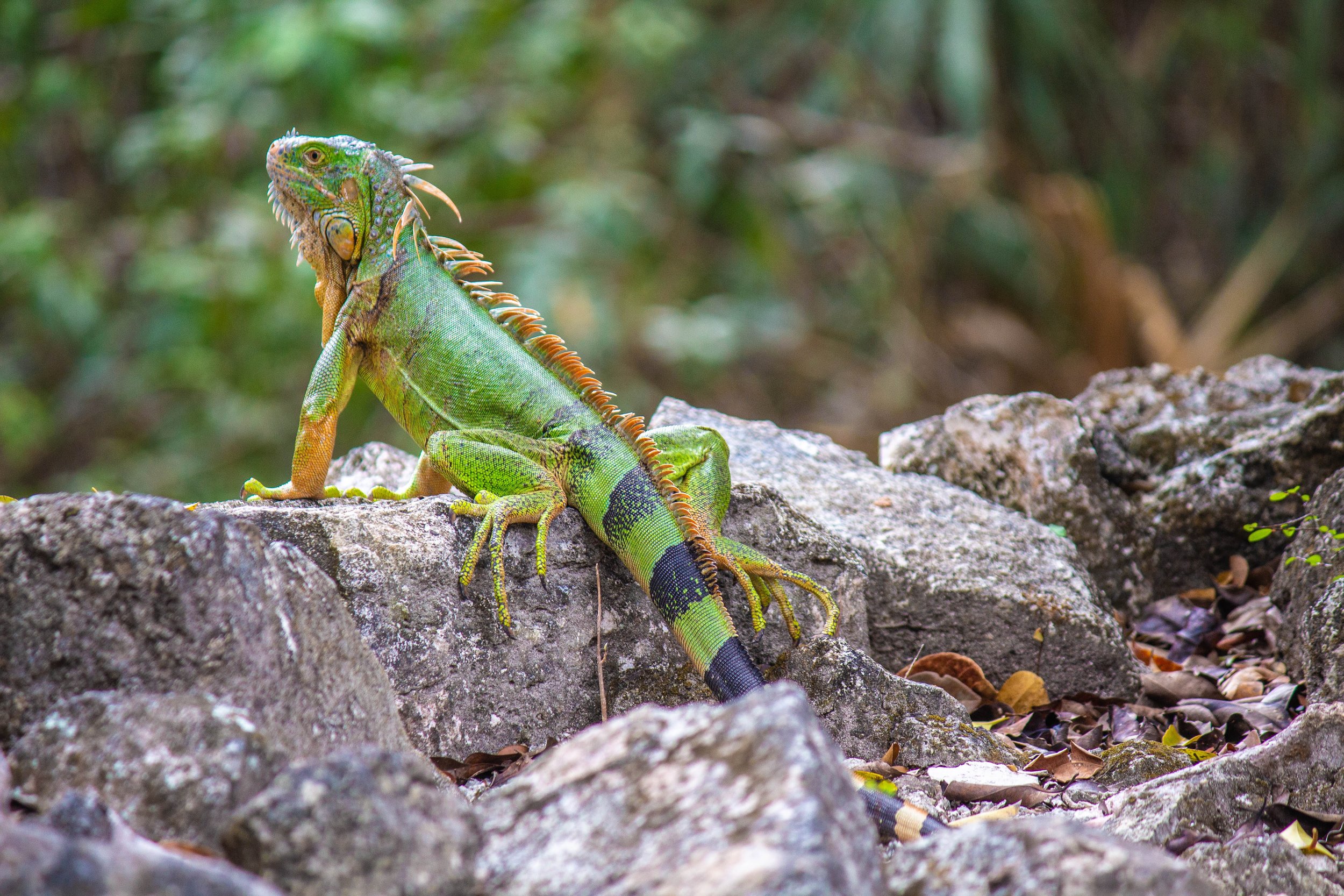  Iguana at San Gervasio in Cozumel, Mexico 