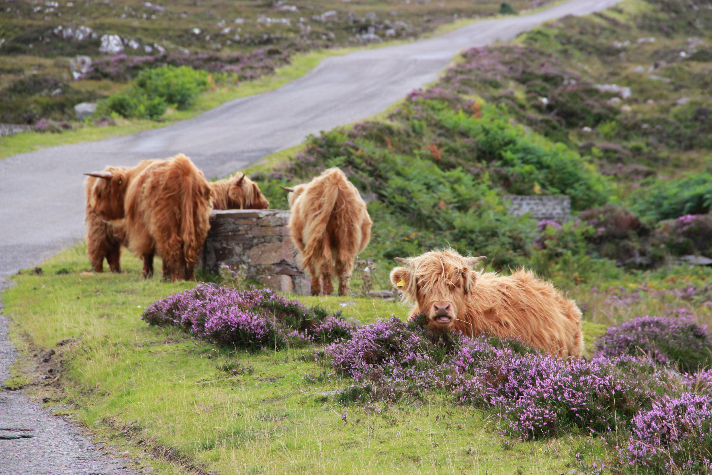  Road Trip Scotland 