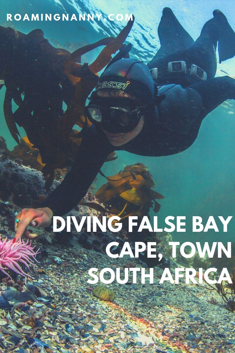  The waters of False Bay in Cape Town, South Africa, while chilly are filled with plenty of the ocean’s most amazing species. If you’re a diver False Bay is a must visit destination! #diving #freediving #scubadiving #southafrica #capetown #falsebay 