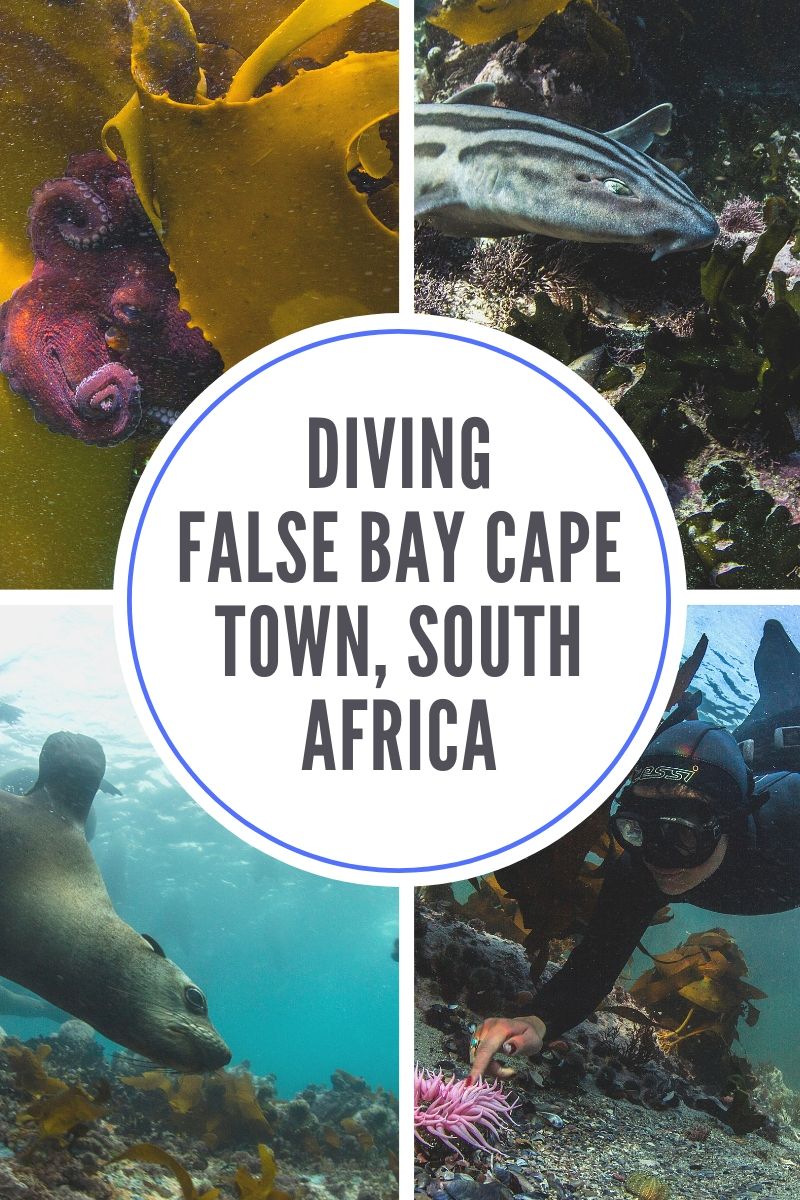  The waters of False Bay in Cape Town, South Africa, while chilly are filled with plenty of the ocean’s most amazing species. If you’re a diver False Bay is a must visit destination! #diving #freediving #scubadiving #southafrica #capetown #falsebay 