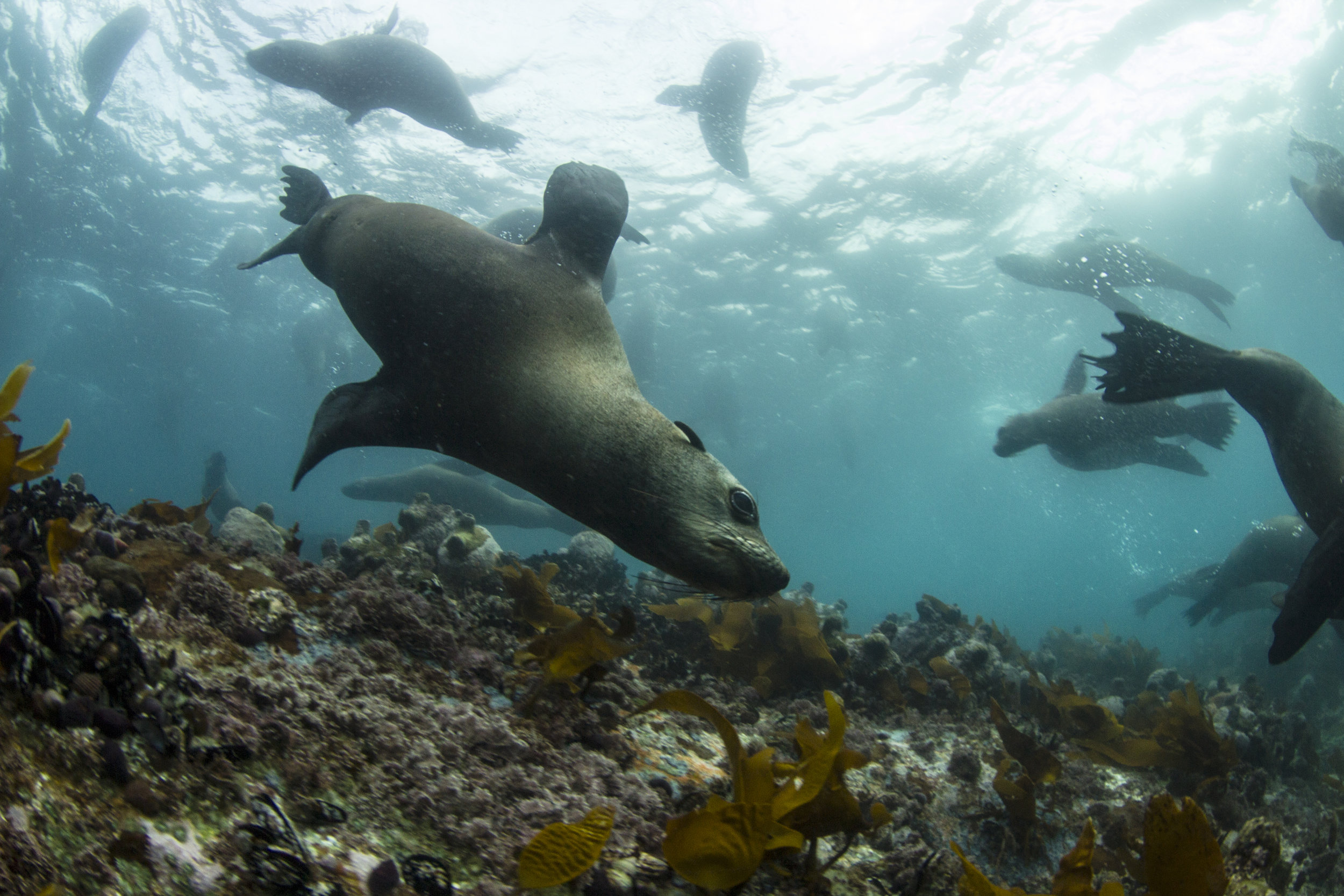 seals to see while diving in false bay south africa