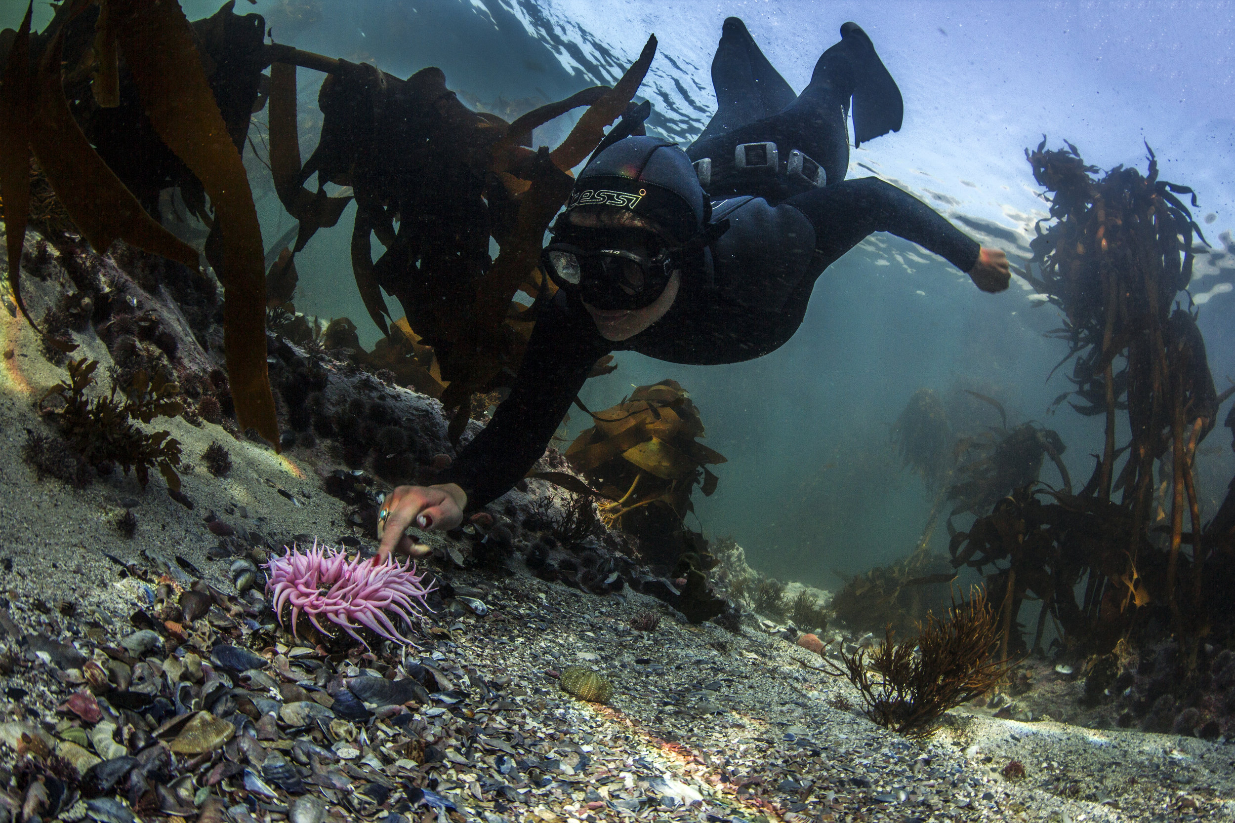 diving in false bay south africa