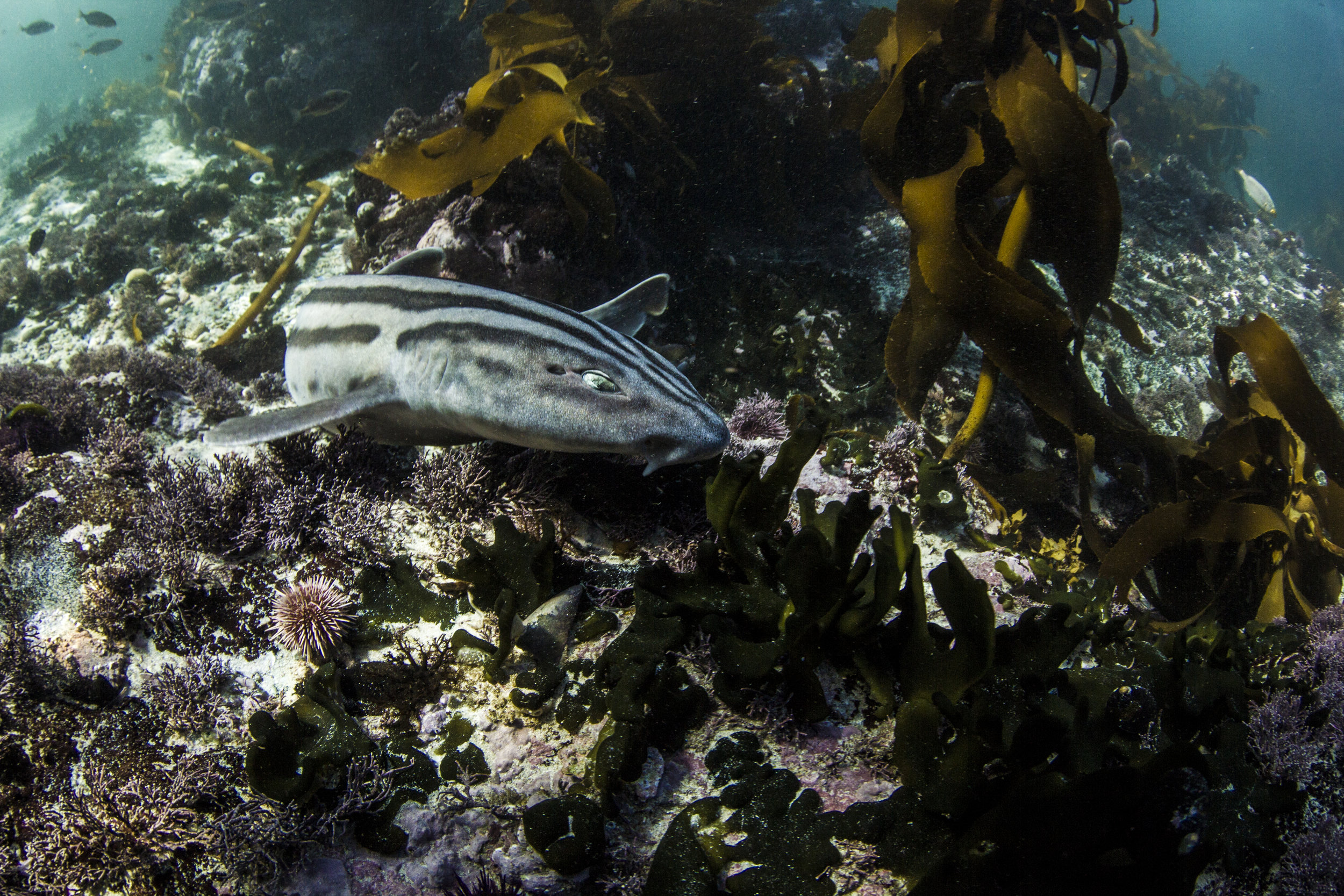  Sharks in South Africa's false bay