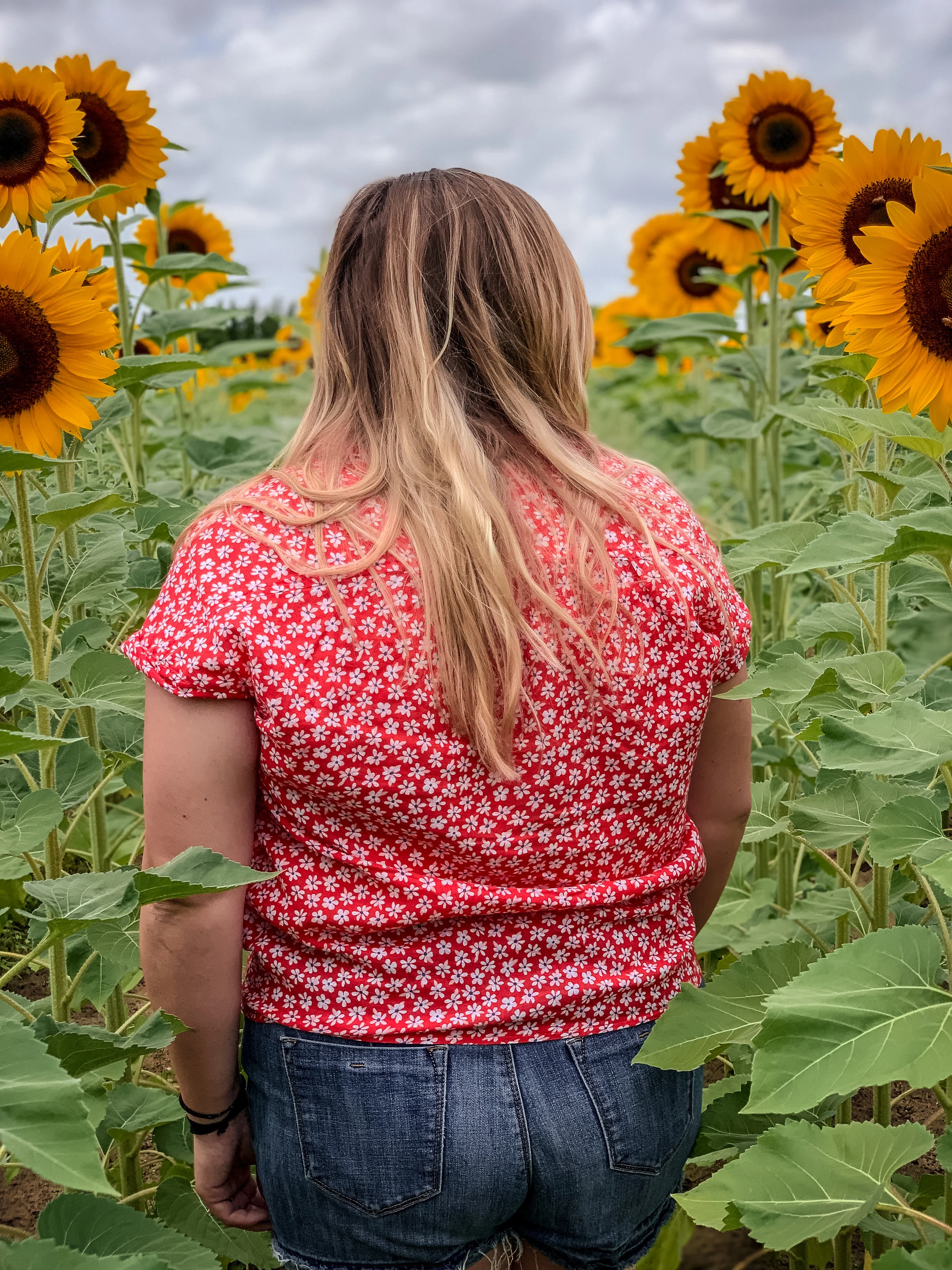 sunflower field