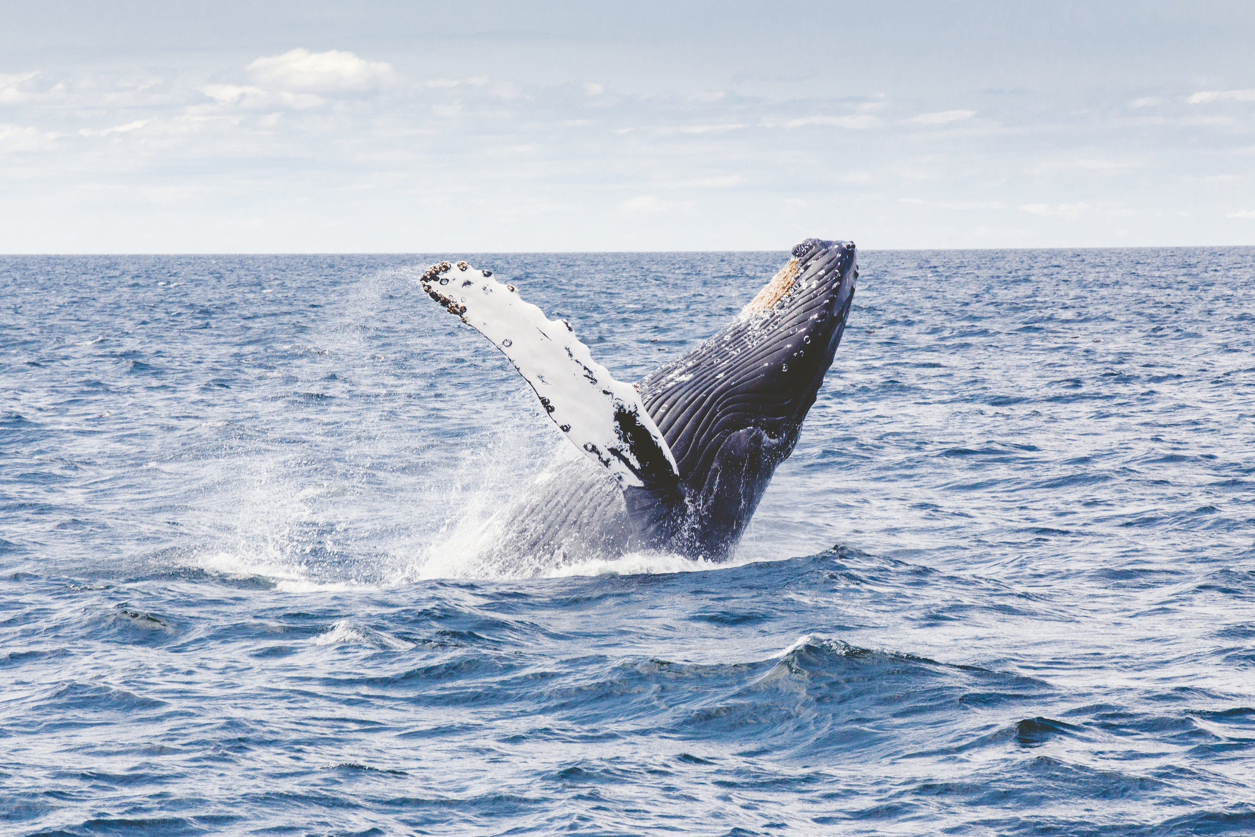  whale watching in antarctica 