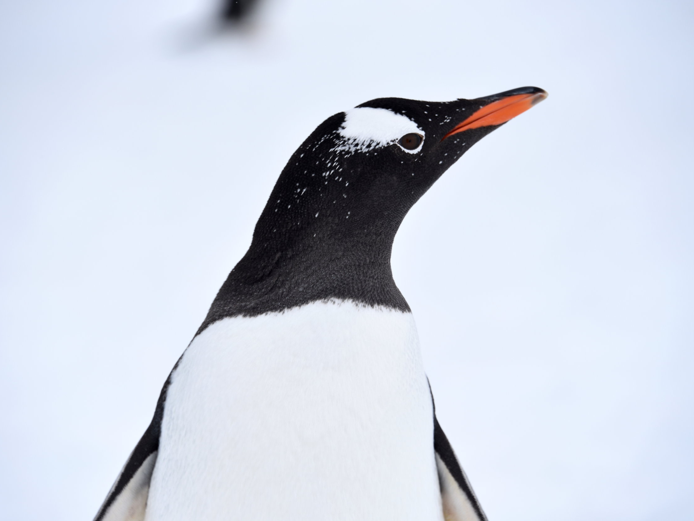  antarctica vacation 