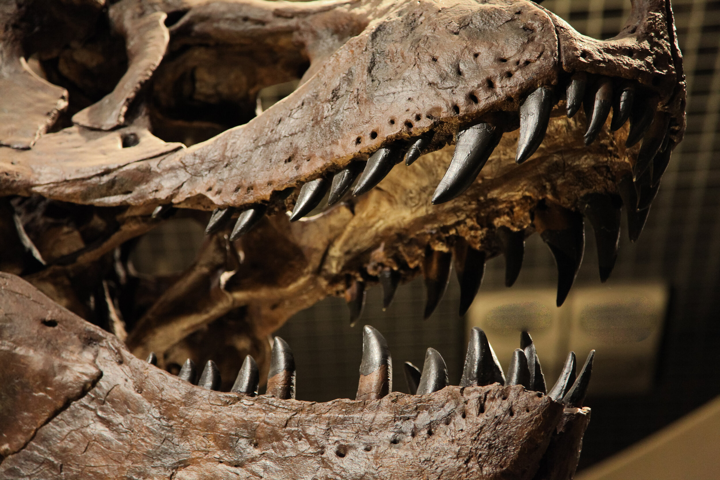  Houston Museum of Natural History Dinosaur 