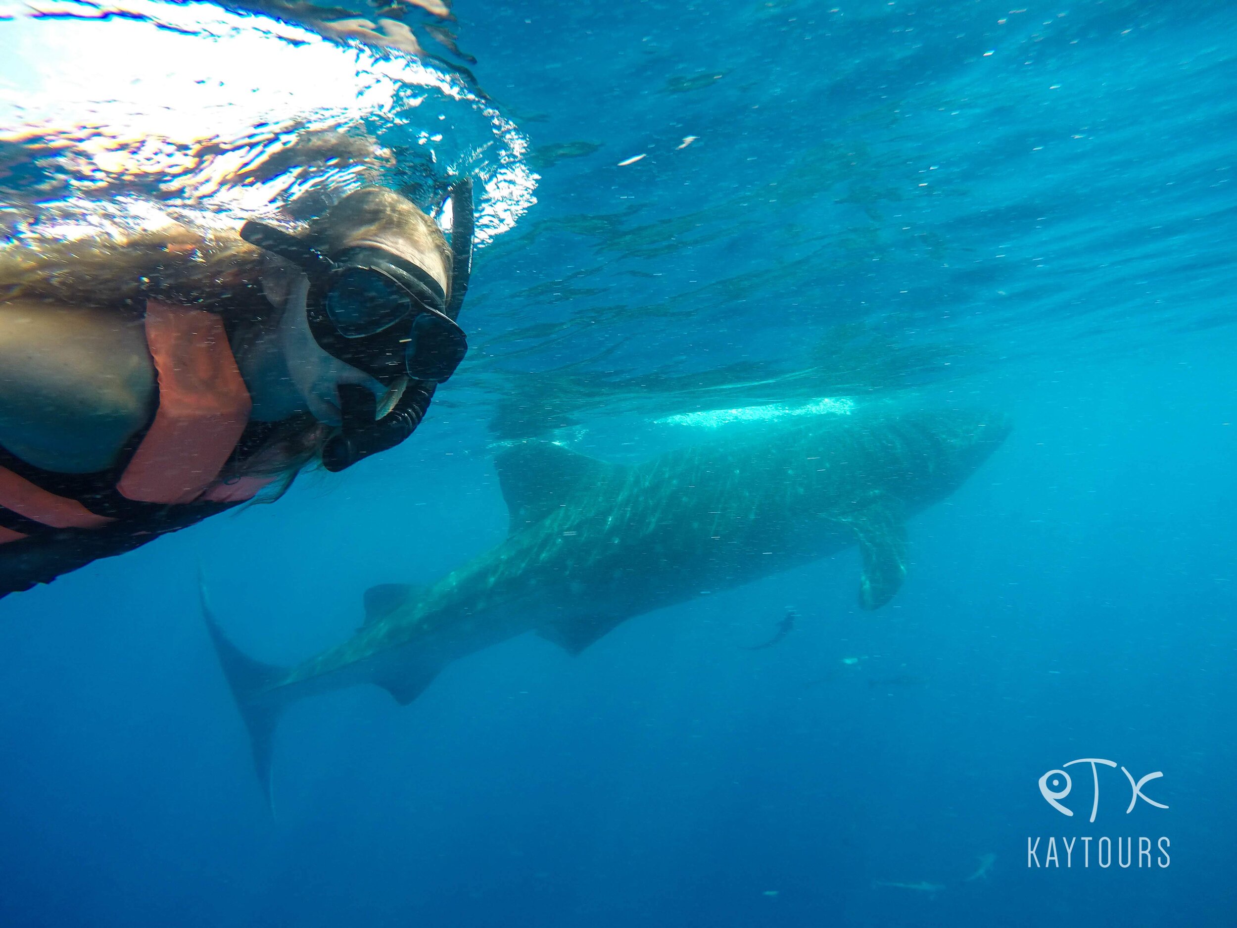  where to swim with whale sharks 