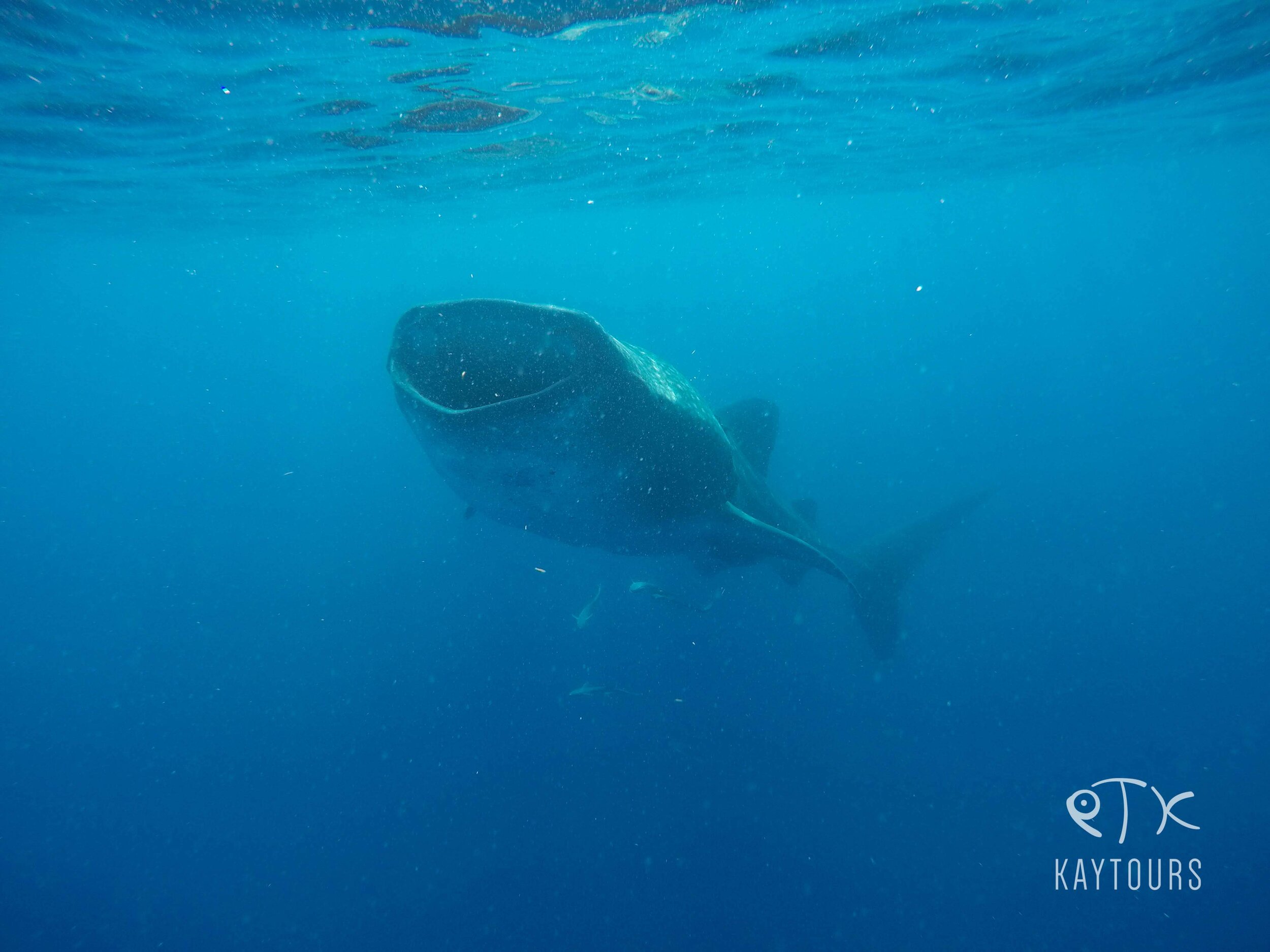  swim with whale sharks in mexico 