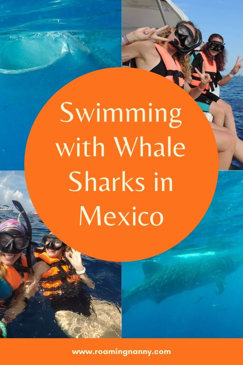  Is swimming with Whale Sharks in Mexico on your bucket list? Here is everything you need to know to make that dream happen! #whalesharks #bucketlist #mexico 
