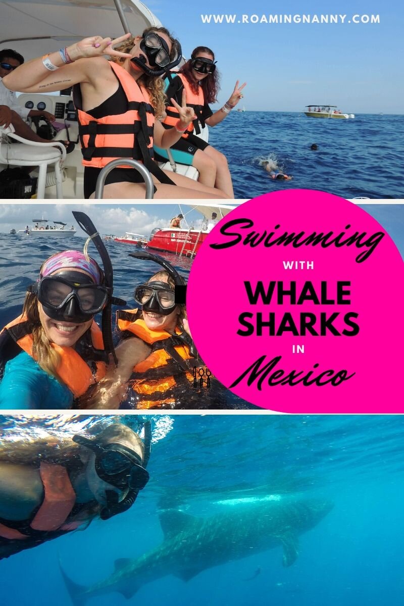  Is swimming with Whale Sharks in Mexico on your bucket list? Here is everything you need to know to make that dream happen! #whalesharks #bucketlist #mexico 