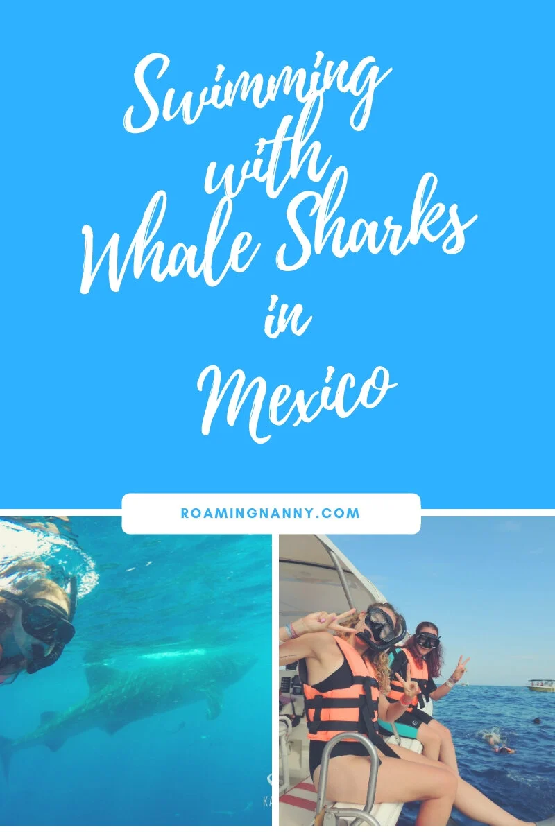  Is swimming with Whale Sharks in Mexico on your bucket list? Here is everything you need to know to make that dream happen! #whalesharks #bucketlist #mexico 