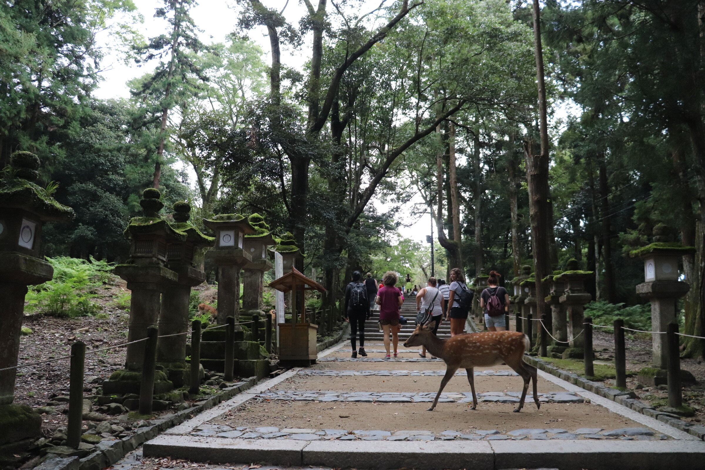  things to do in Nara 