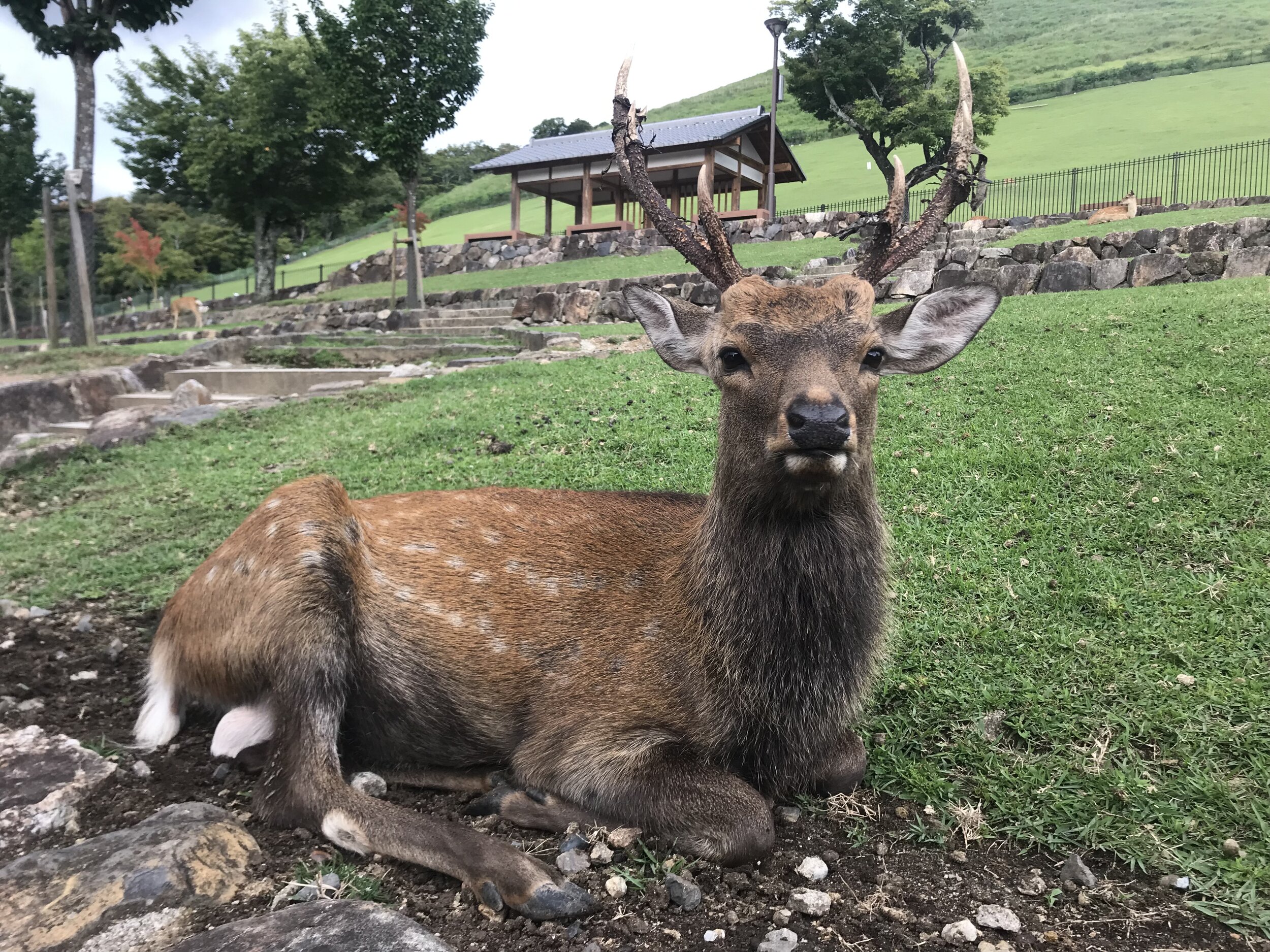  nara deer 